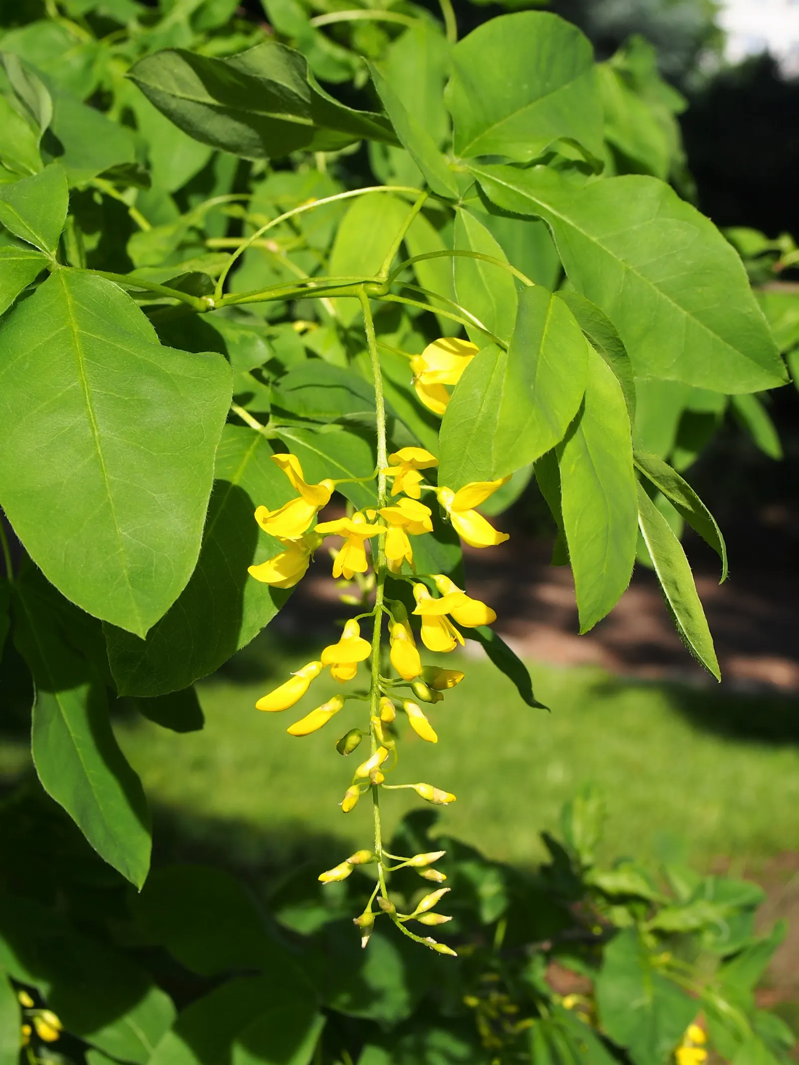 Goldenchain Tree (Laburnum Anagyroides) — Thriving in USDA zones 5-7, it matures to 15-25 feet high with a similar spread; and care should be taken in placement