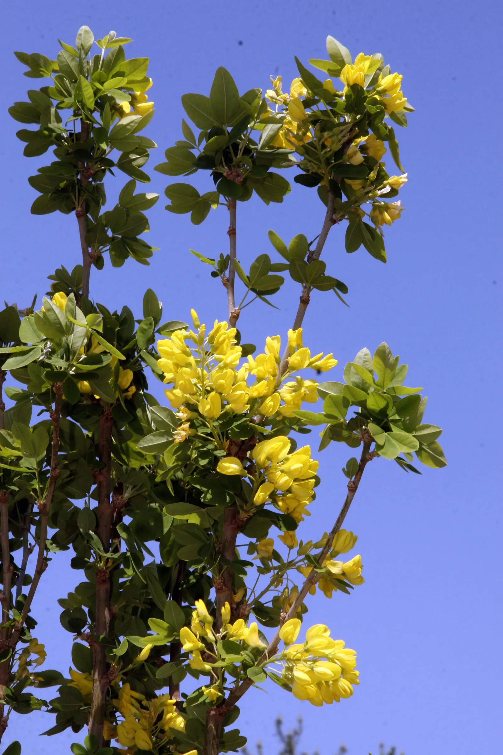 Goldenchain Tree (Laburnum Anagyroides) — it's imperative to note that all parts of the plant are highly toxic if ingested; each leaflet measuring, image 67