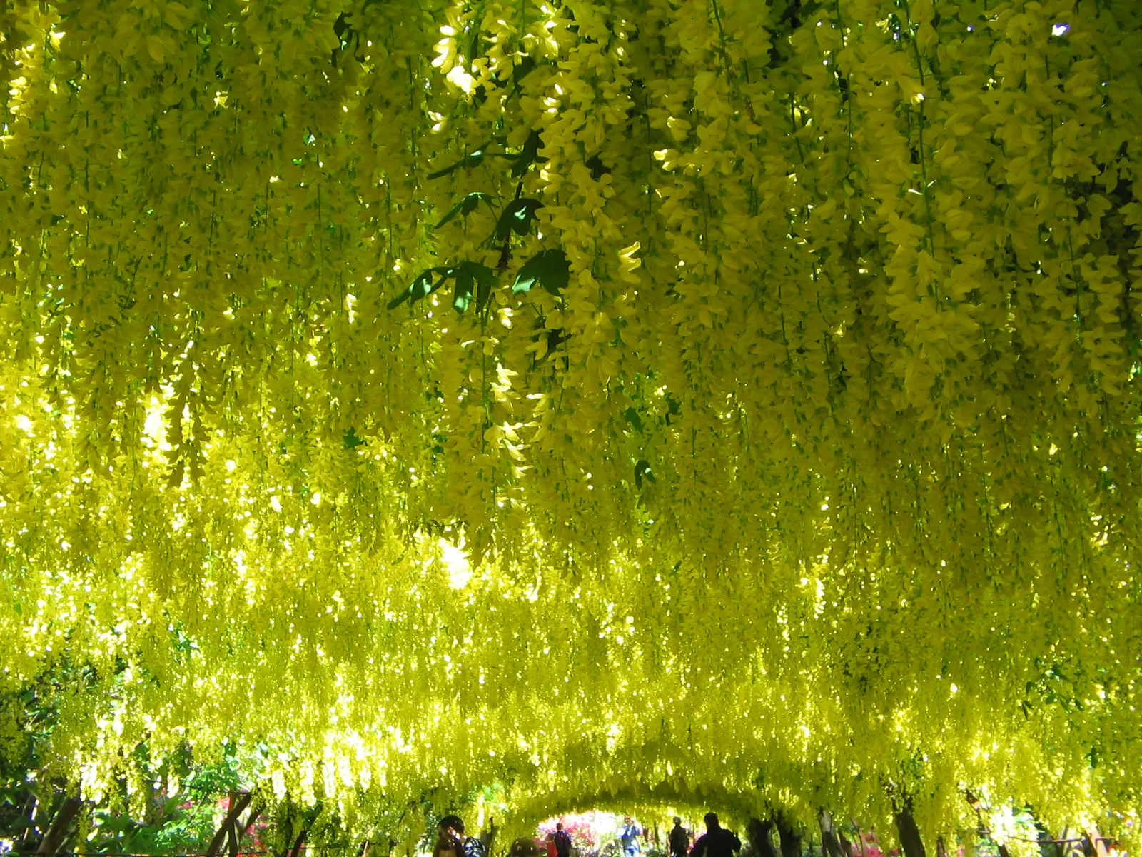 Goldenchain Tree (Laburnum Anagyroides) — the Goldenchain tree adds elegance and a touch of fairy-tale charm to any setting; especially in gardens, image 96