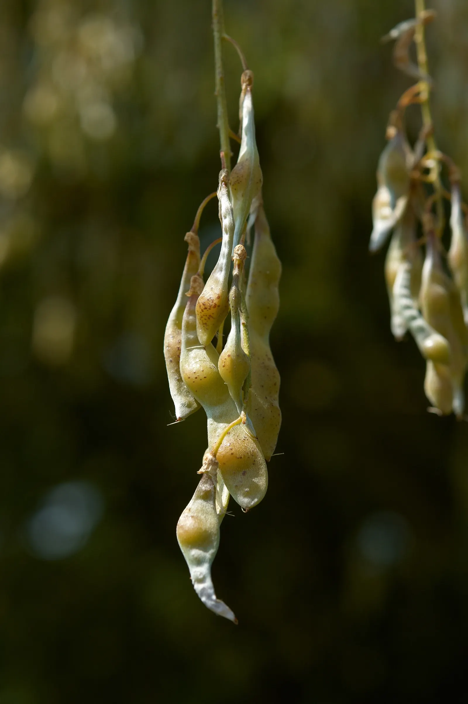 Goldenchain Tree (Laburnum Anagyroides) — hang in clusters that can reach up to 10 inches long, image 38