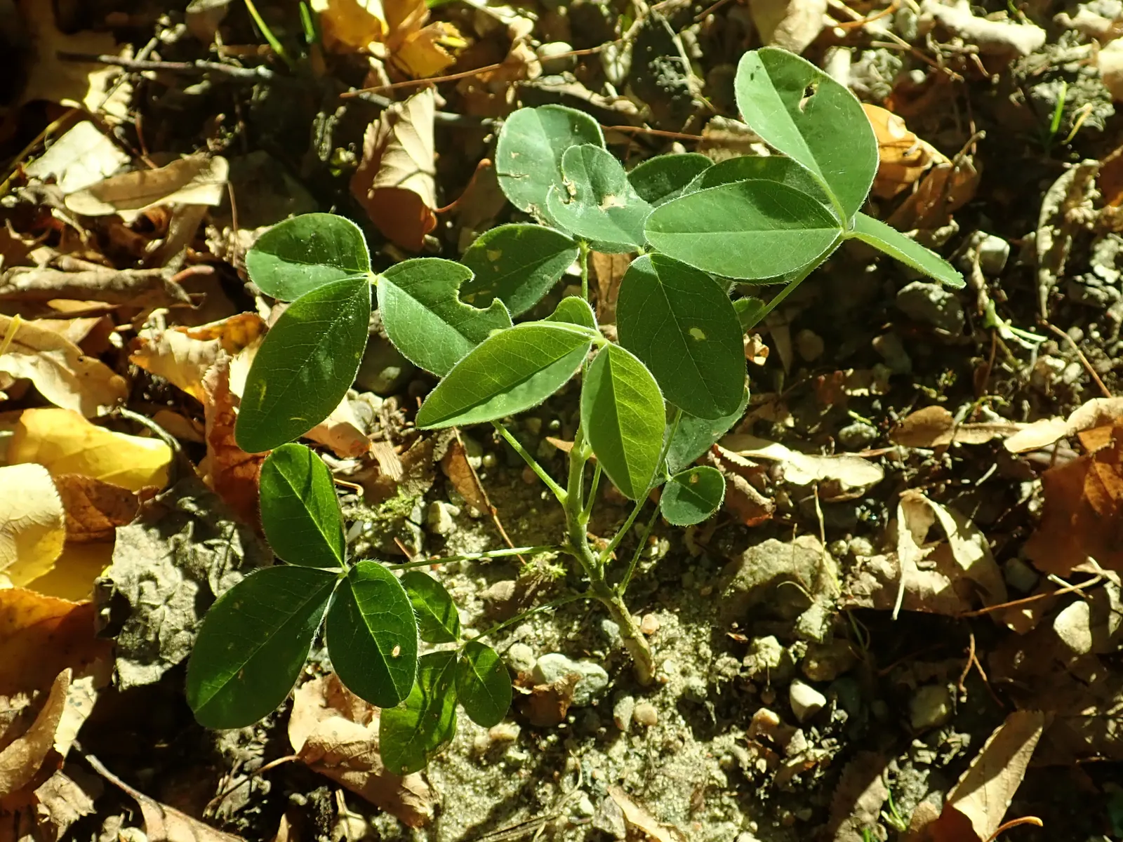 Goldenchain Tree (Laburnum Anagyroides) — Thriving in USDA hardiness zones 5 to 7; it's imperative to note that all parts of the plant are highly, image 60