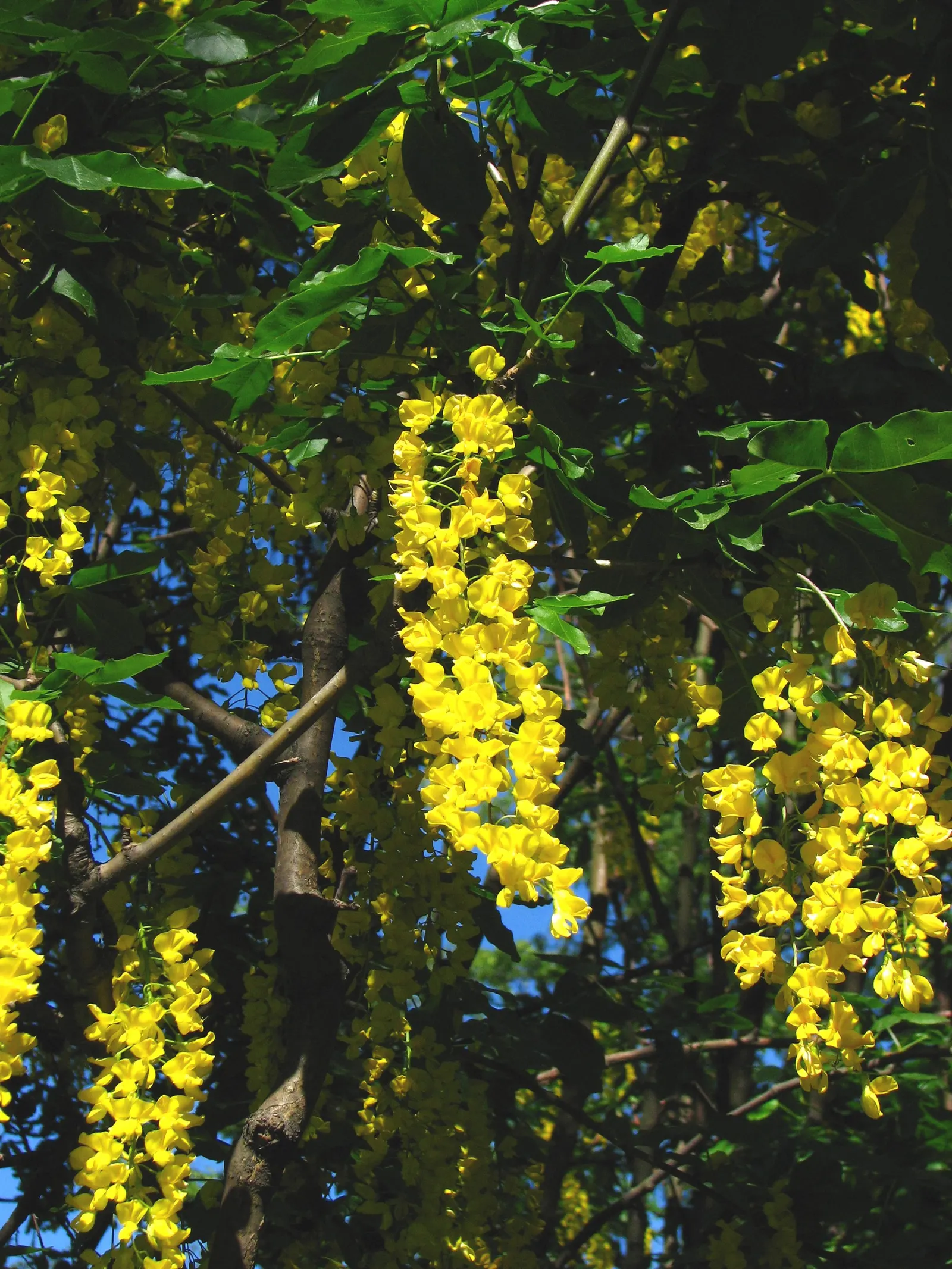 Goldenchain Tree (Laburnum Anagyroides) — pendulous displays of bright yellow flowers; thriving in USDA hardiness zones 5 to 7