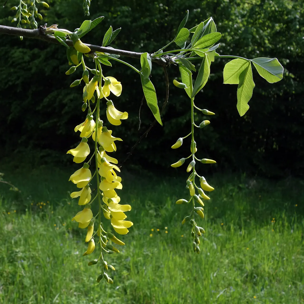 Goldenchain Tree (Laburnum Anagyroides) — making it an exquisite focal point for a diverse array of landscape designs; is a captivating deciduous, image 72