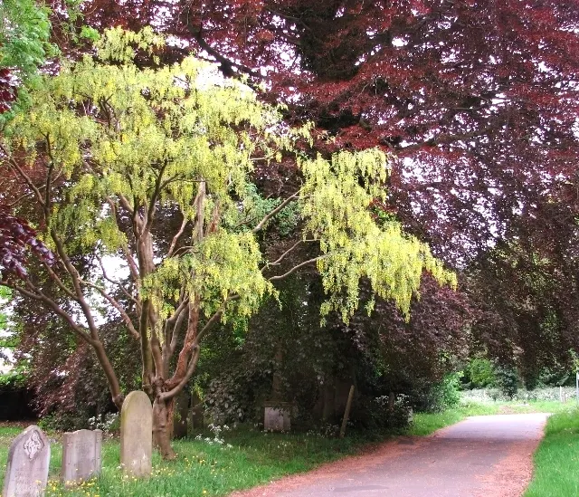Goldenchain Tree (Laburnum Anagyroides) — is a captivating small to medium-sized deciduous tree