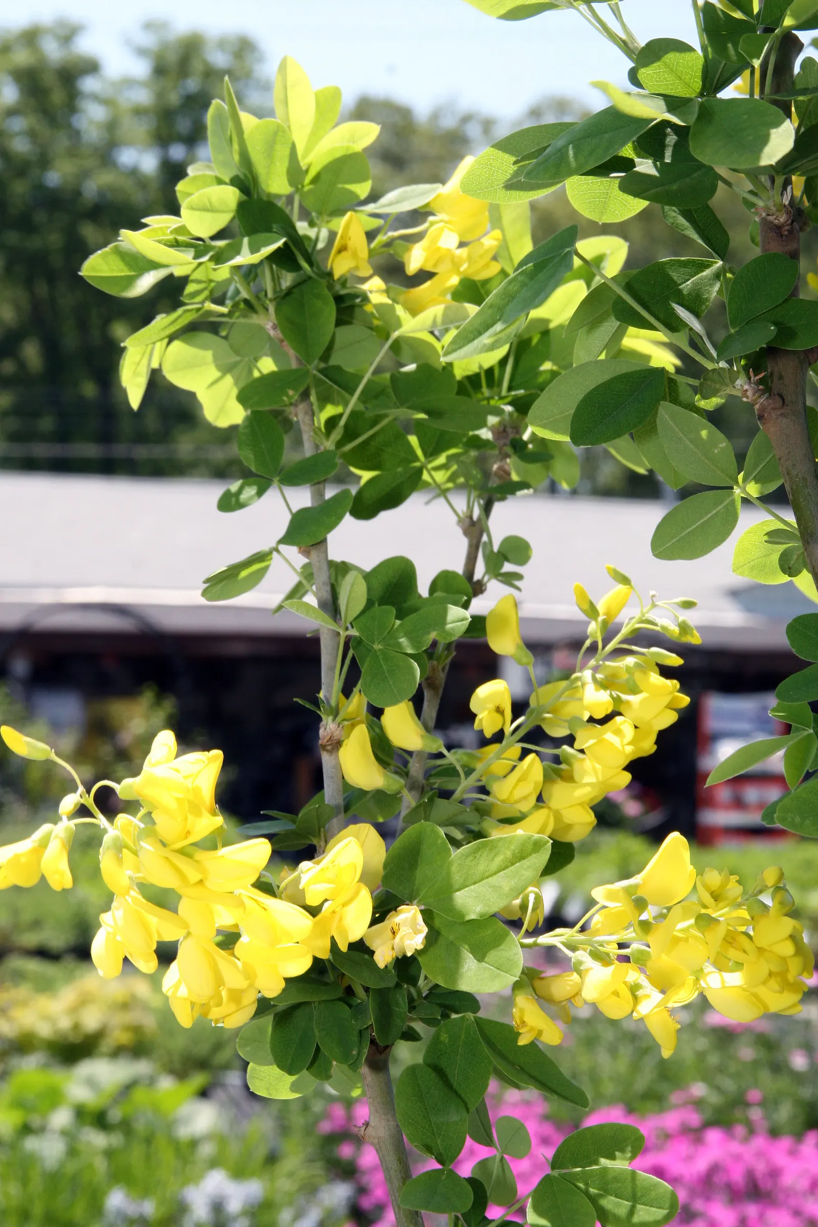 Goldenchain Tree (Laburnum Anagyroides) — is a captivating deciduous specimen valued for its stunning pendulous racemes of yellow flowers