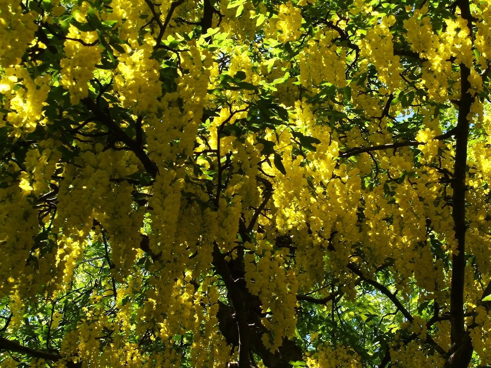 Goldenchain Tree (Laburnum Anagyroides) — is a captivating deciduous specimen valued for its stunning pendulous racemes of yellow flowers; prefers