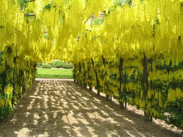 Goldenchain Tree (Laburnum Anagyroides) — is a captivating deciduous specimen valued for its stunning pendulous racemes of yellow flowers; prefers, image 101