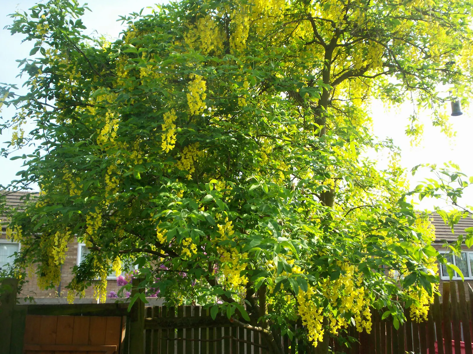 Goldenchain Tree (Laburnum Anagyroides) — is a captivating small to medium-sized deciduous tree; the Goldenchain tree adds elegance and a touch of, image 107