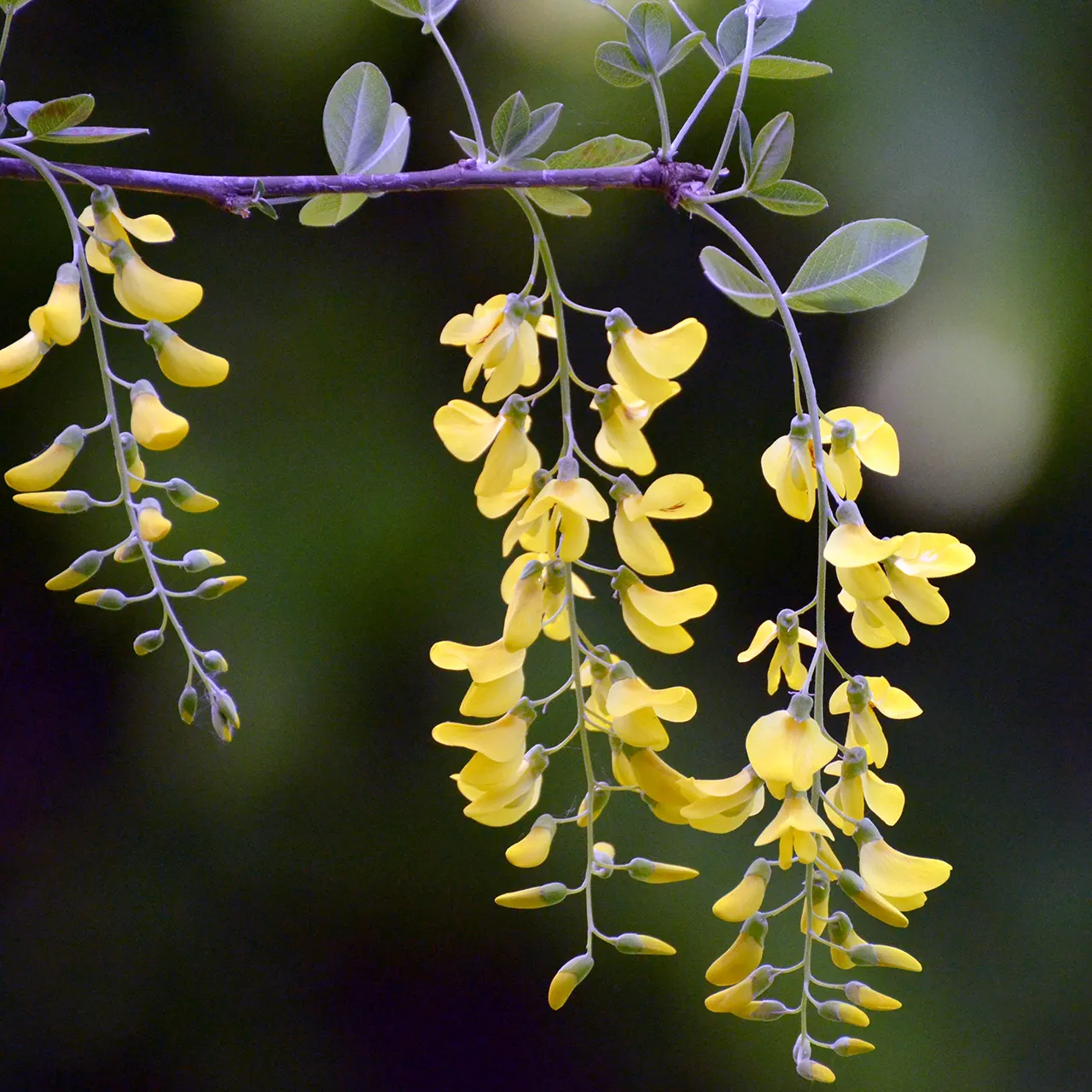 Goldenchain Tree (Laburnum Anagyroides) — making it an exquisite focal point for a diverse array of landscape designs; is a captivating deciduous, image 97