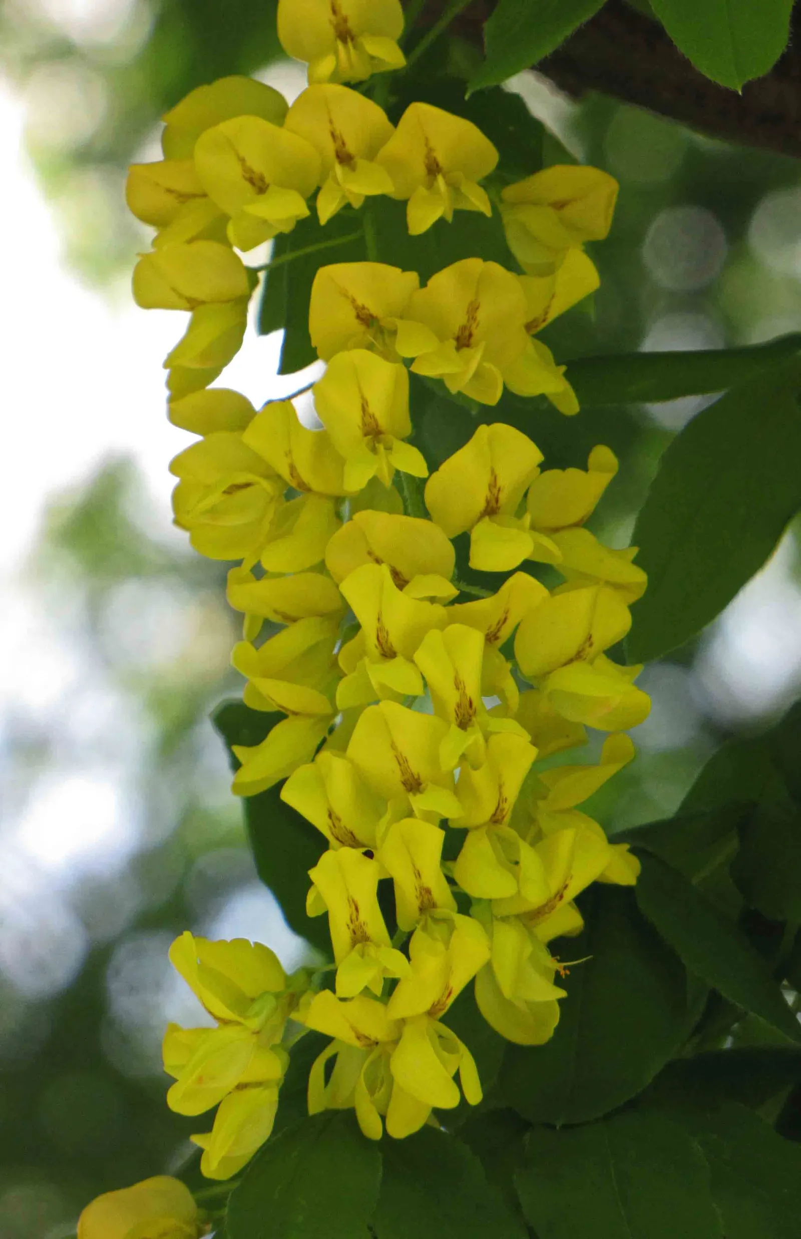 Goldenchain Tree (Laburnum Anagyroides) — especially in gardens frequented by children and pets; notable for its spring bloom, it requires caution as all parts