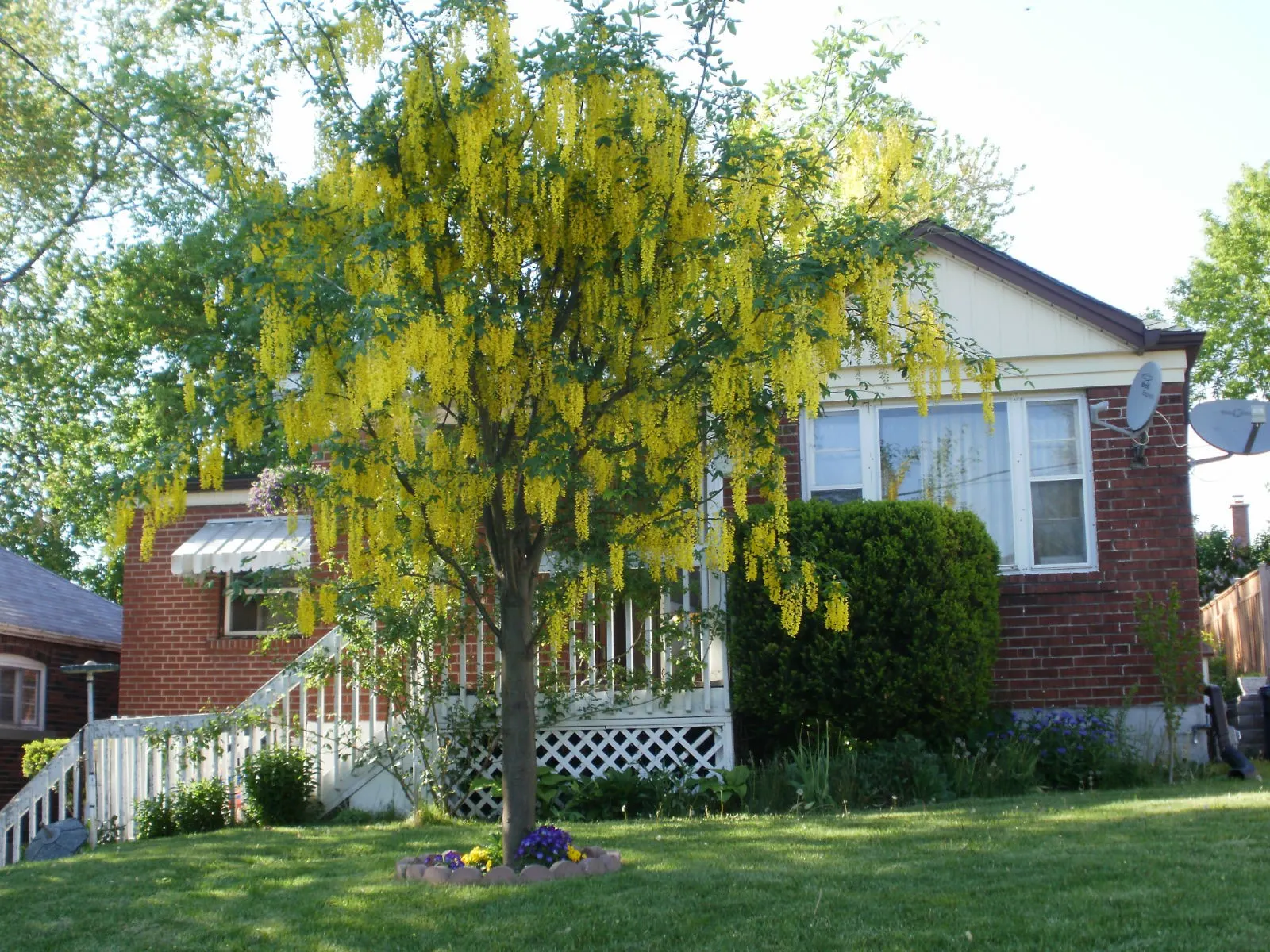 Goldenchain Tree (Laburnum Anagyroides) — Thriving in USDA hardiness zones 5 to 7