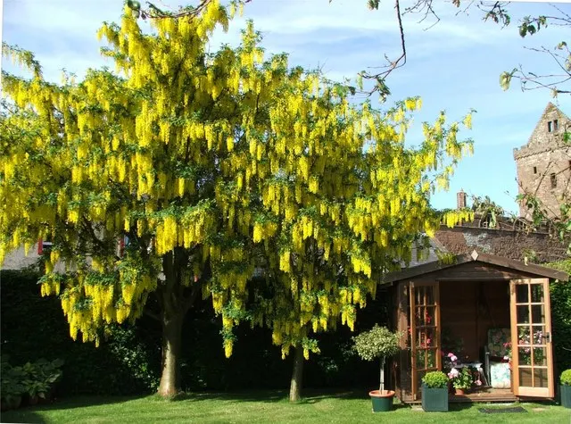 Goldenchain Tree (Laburnum Anagyroides) — each leaflet measuring up to 3 inches long; pendulous displays of bright yellow flowers, image 91