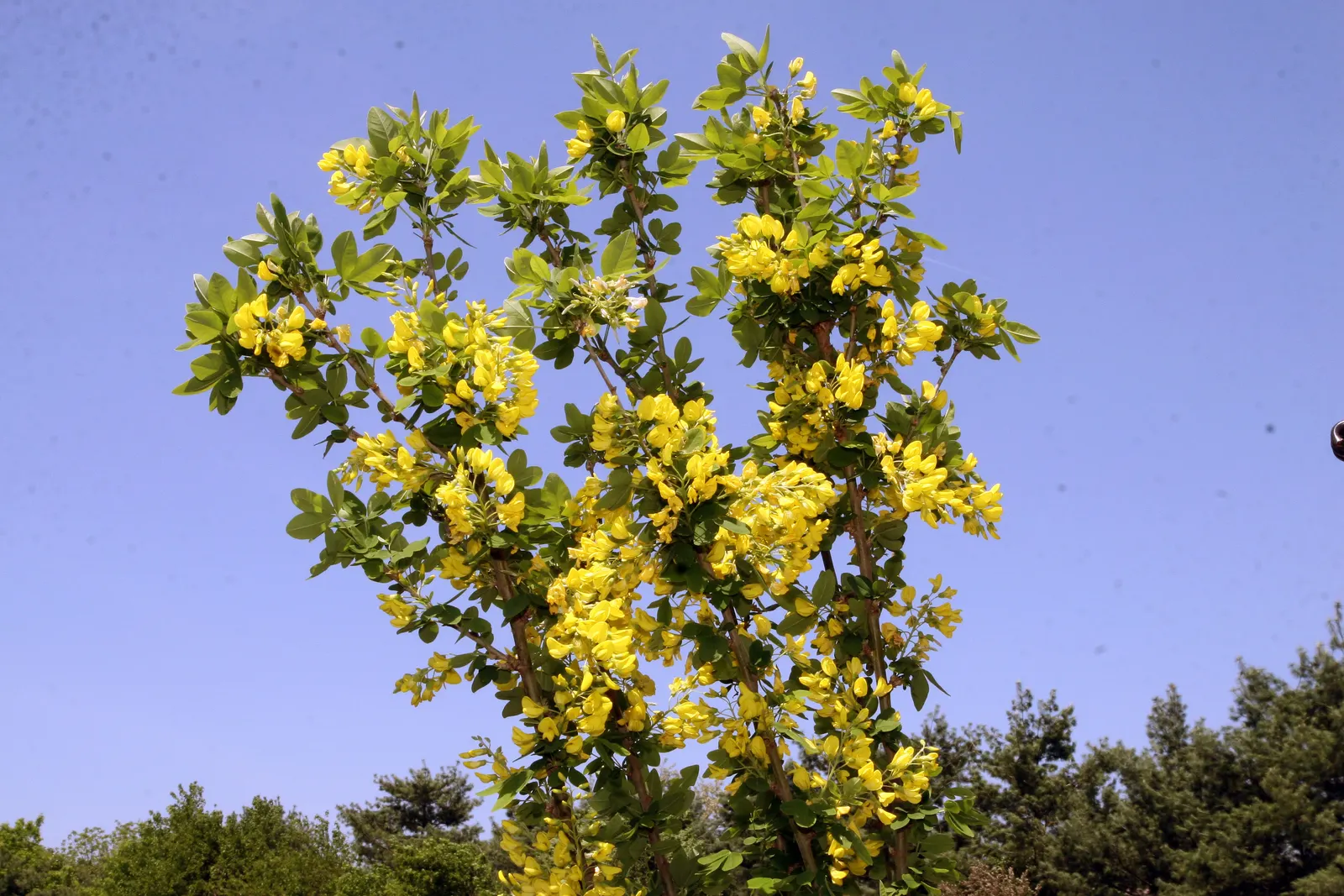 Goldenchain Tree (Laburnum Anagyroides) — is a captivating small to medium-sized deciduous tree; the Goldenchain tree adds elegance and a touch of fairy-tale