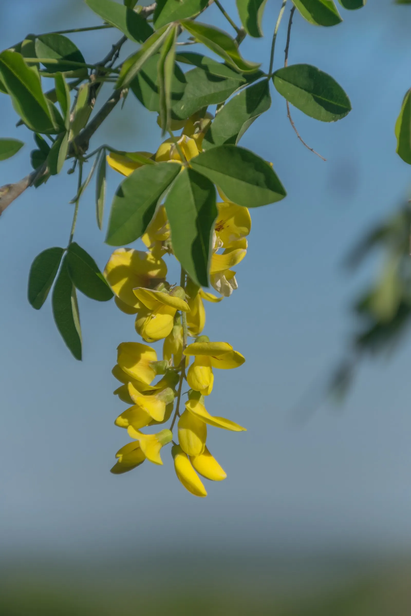 Goldenchain Tree (Laburnum Anagyroides) — providing a dramatic visual display as well as a delightful fragrance; this tree thrives in well-drained, image 64