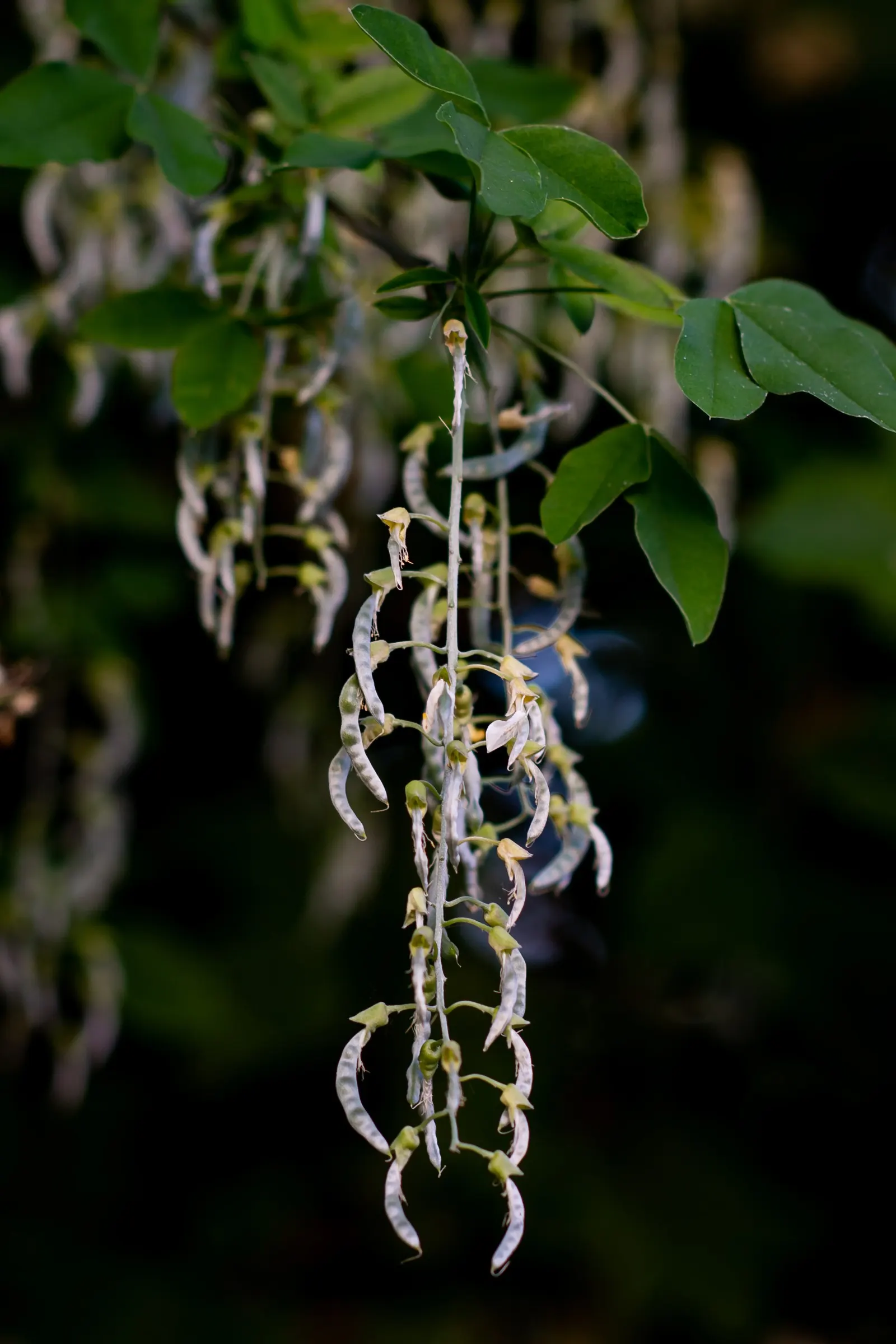 Goldenchain Tree (Laburnum Anagyroides) — This tree thrives in well-drained soil and full sun to partial shade exposure; resembling golden wisteria