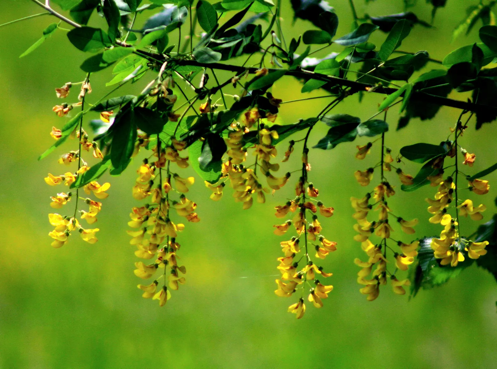 Goldenchain Tree (Laburnum Anagyroides) — the Goldenchain tree adds elegance and a touch of fairy-tale charm to any setting