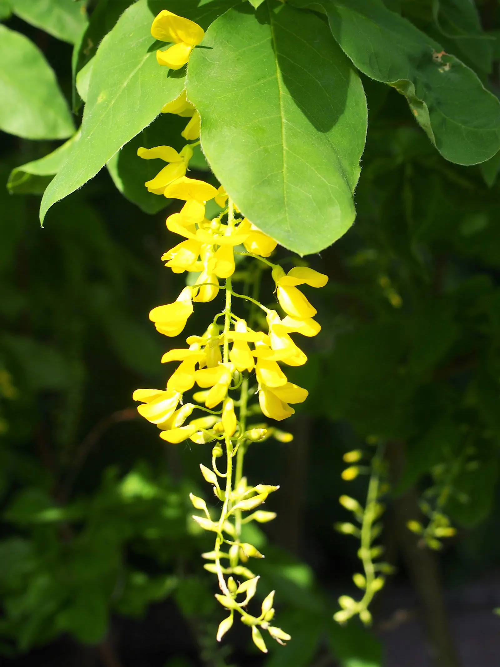 Goldenchain Tree (Laburnum Anagyroides) — The foliage of the Goldenchain tree features trifoliate leaves