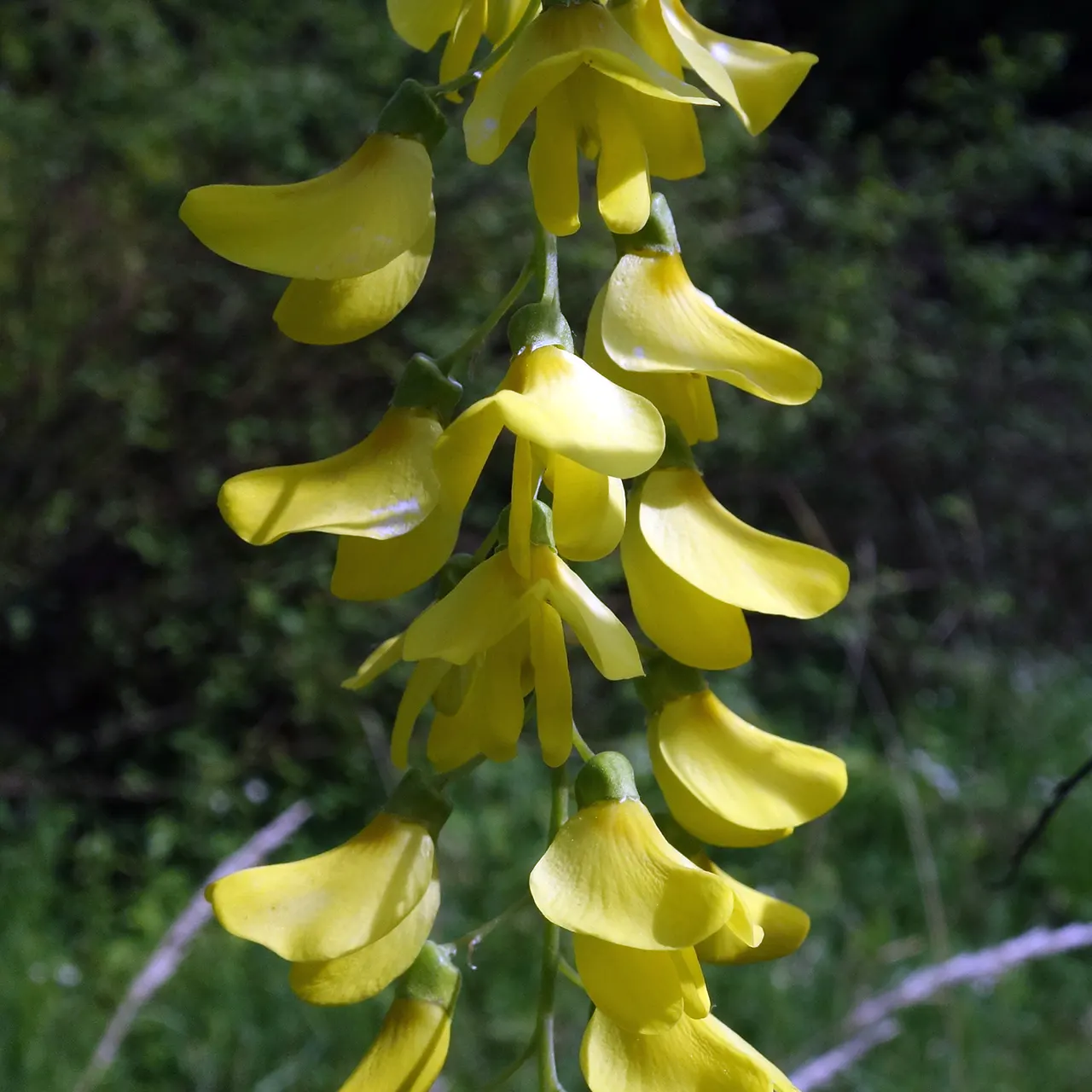 Goldenchain Tree (Laburnum Anagyroides) — hang in clusters that can reach up to 10 inches long, image 113