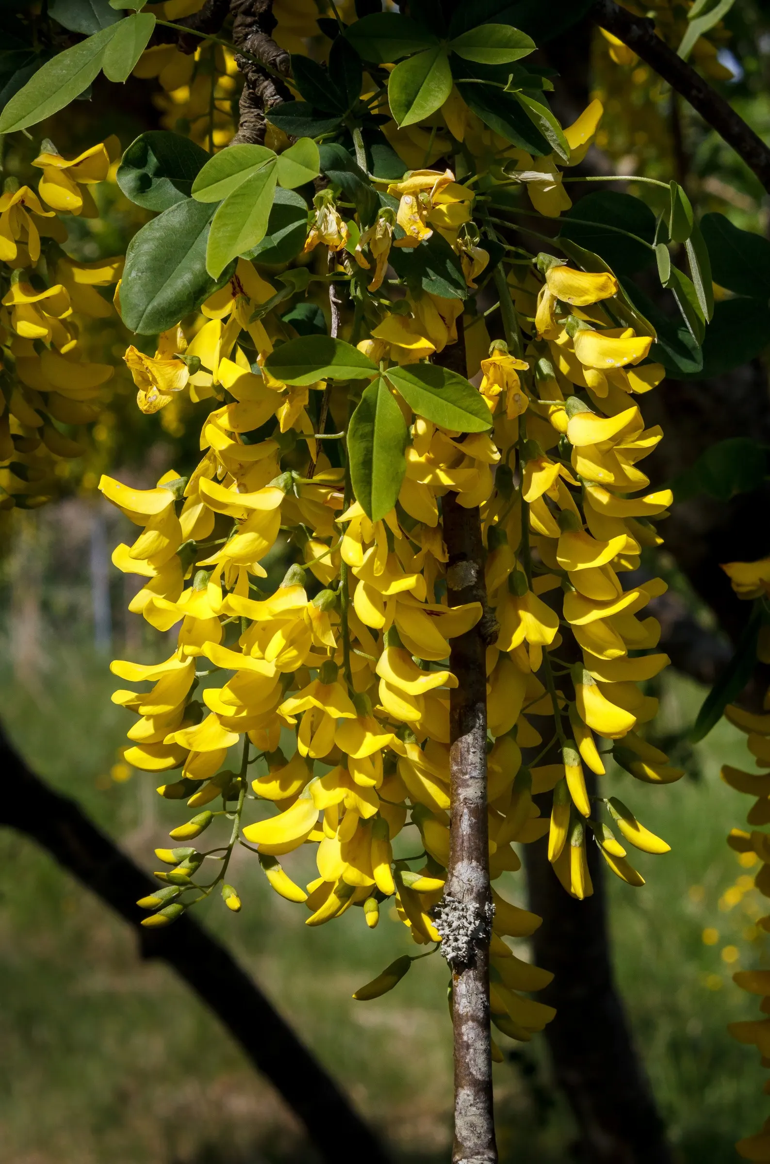 Goldenchain Tree (Laburnum Anagyroides) — and care should be taken in placement; yellow flowers in the garden, image 93
