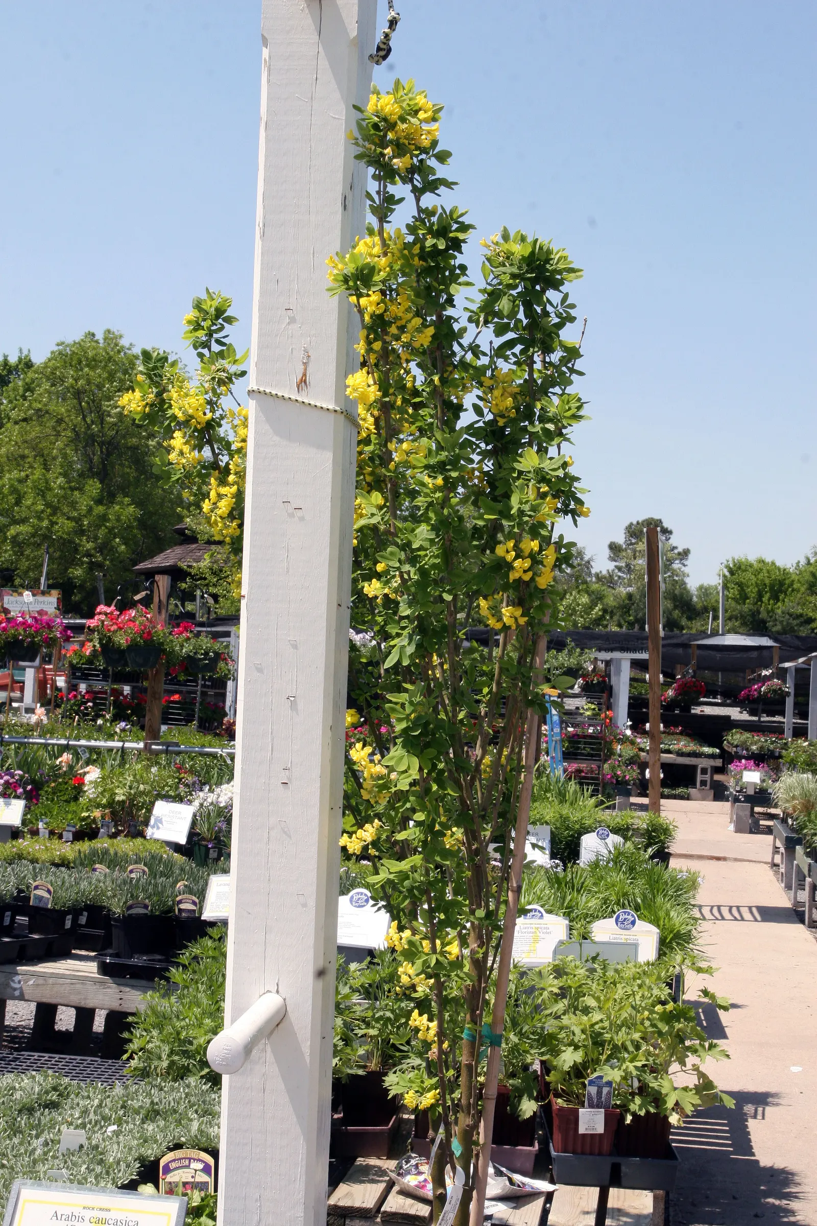 Goldenchain Tree (Laburnum Anagyroides) — pendulous displays of bright yellow flowers; thriving in USDA hardiness zones 5 to 7, image 59