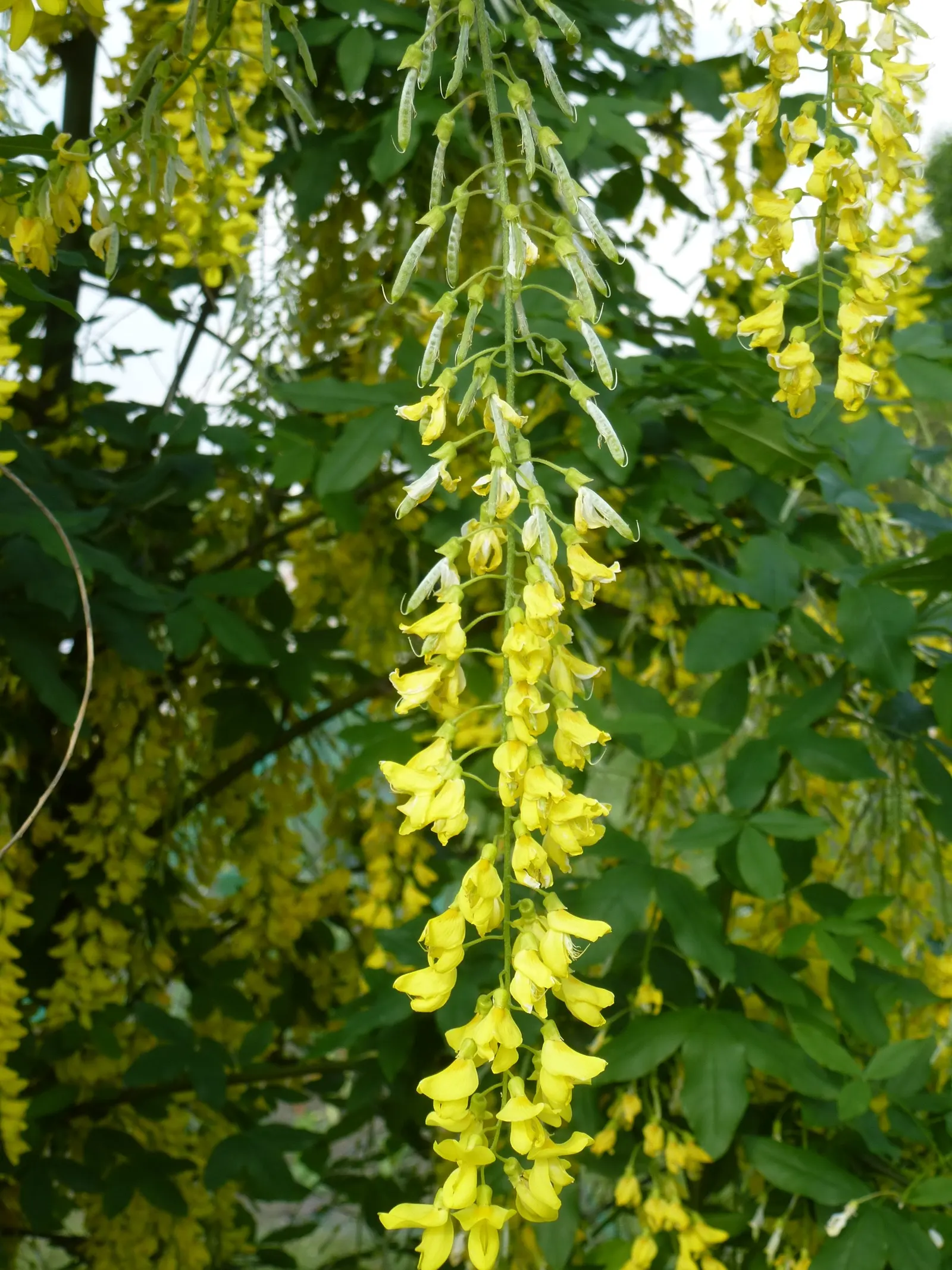 Goldenchain Tree (Laburnum Anagyroides) — and care should be taken in placement; yellow flowers in the garden, image 118