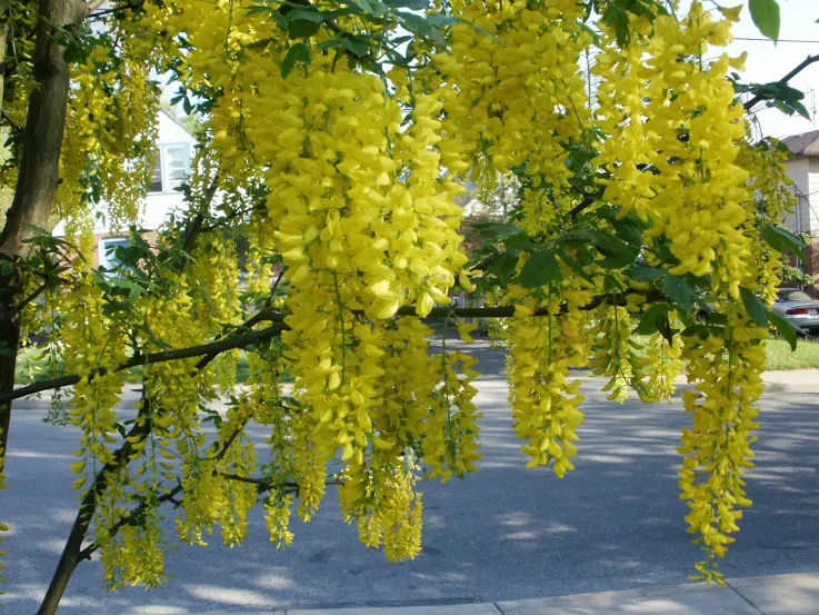 Goldenchain Tree (Laburnum Anagyroides) — each leaflet measuring up to 3 inches long