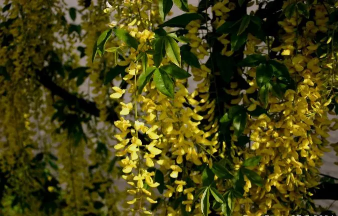 Goldenchain Tree (Laburnum Anagyroides) — which is renowned for its stunning; thriving in USDA zones 5-7, it matures to 15-25 feet high with a, image 58