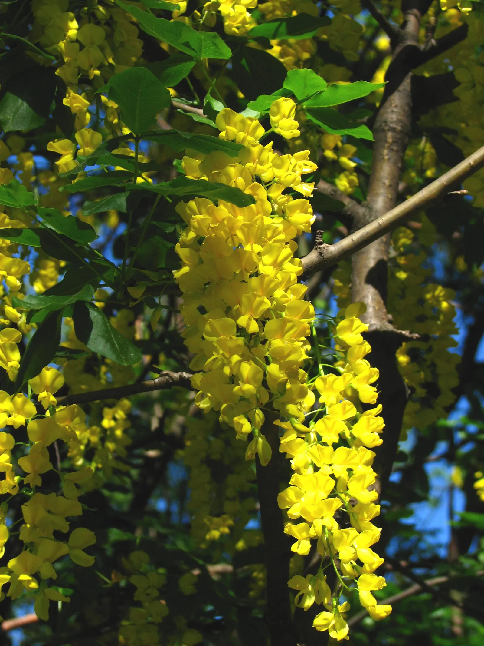 Goldenchain Tree (Laburnum Anagyroides) — The foliage of the Goldenchain tree features trifoliate leaves; reaching up to 10 inches long