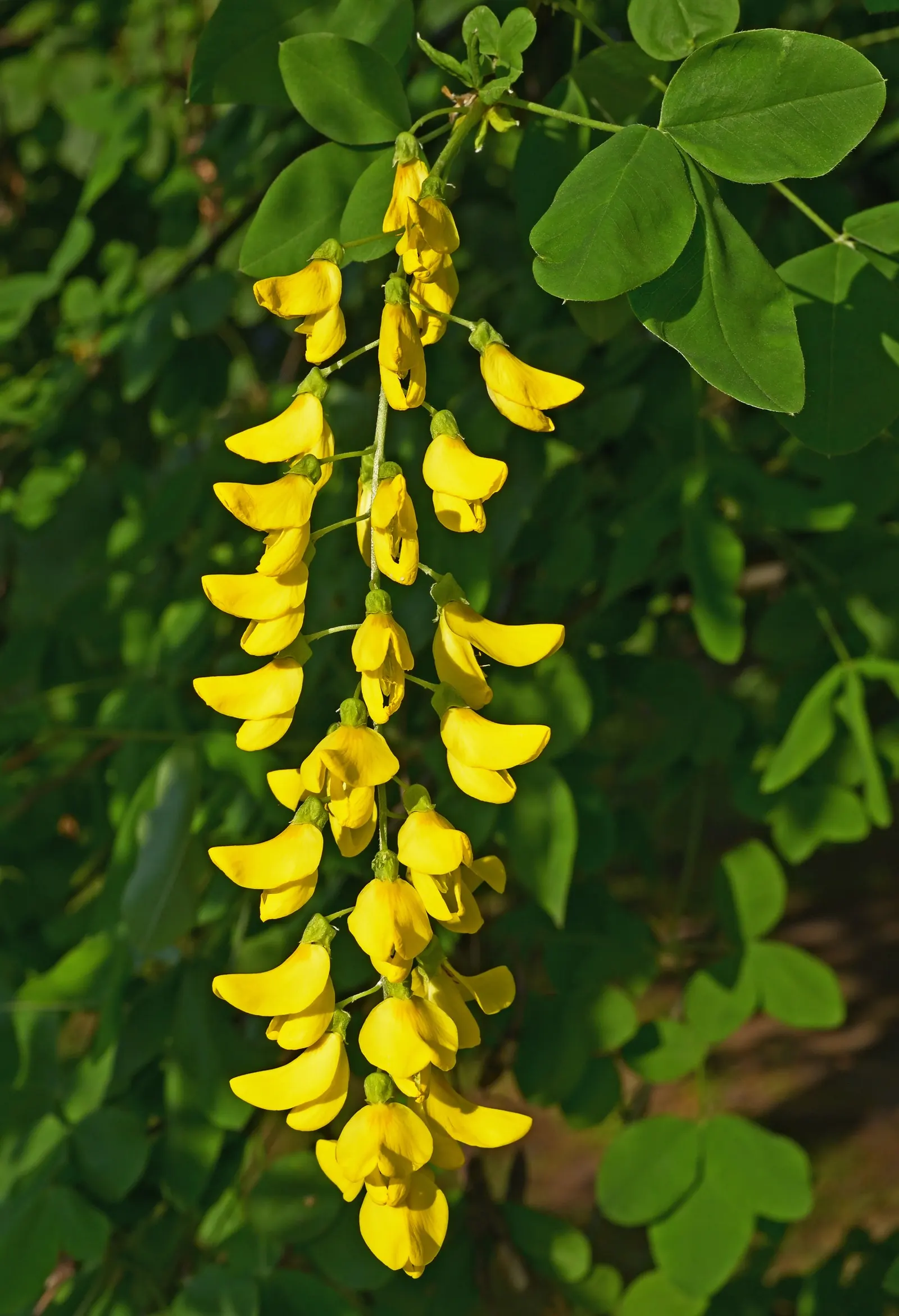 Goldenchain Tree (Laburnum Anagyroides) — pendulous displays of bright yellow flowers; thriving in USDA hardiness zones 5 to 7, image 84