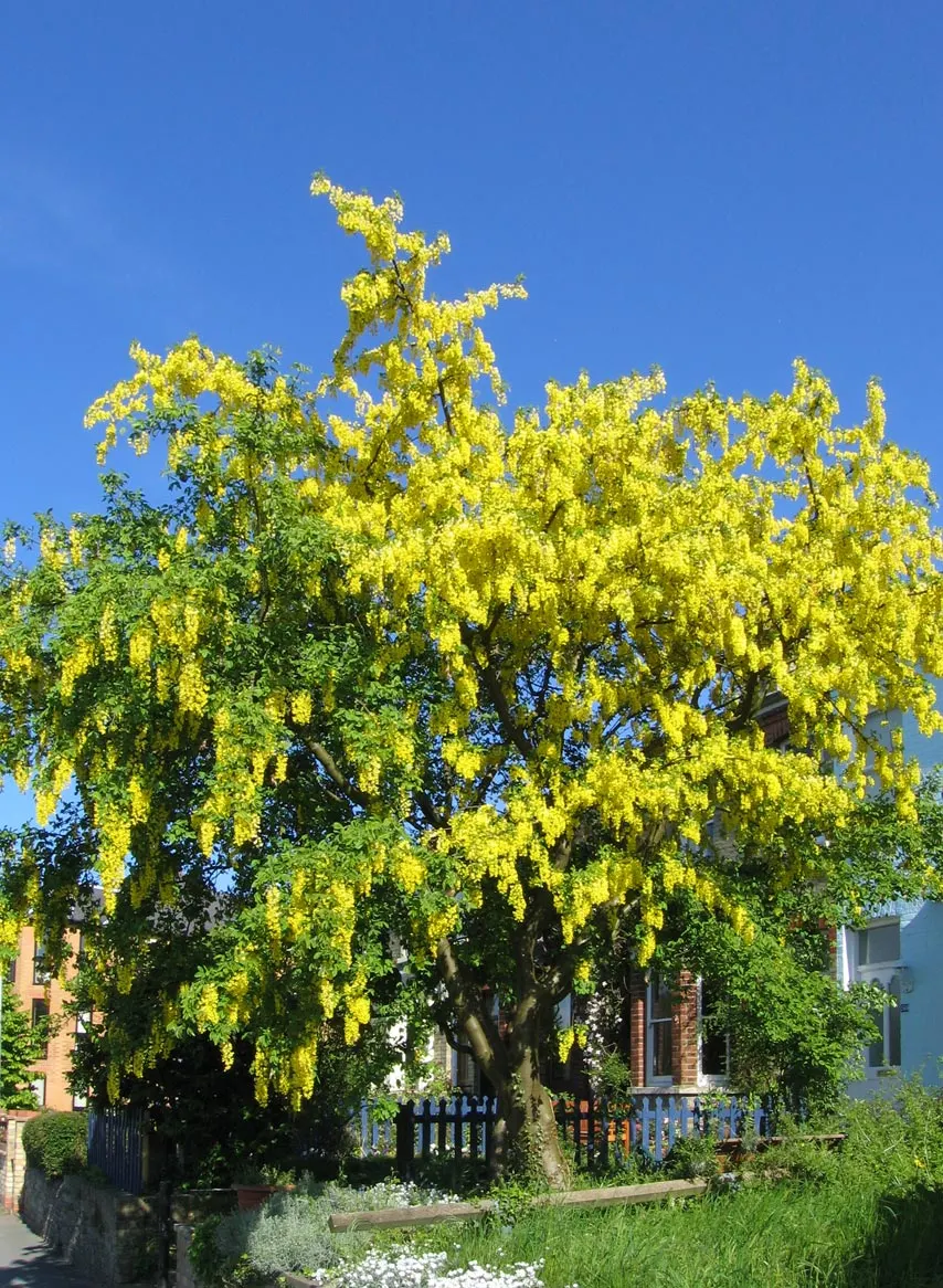 Goldenchain Tree (Laburnum Anagyroides) — each leaflet measuring up to 3 inches long; pendulous displays of bright yellow flowers