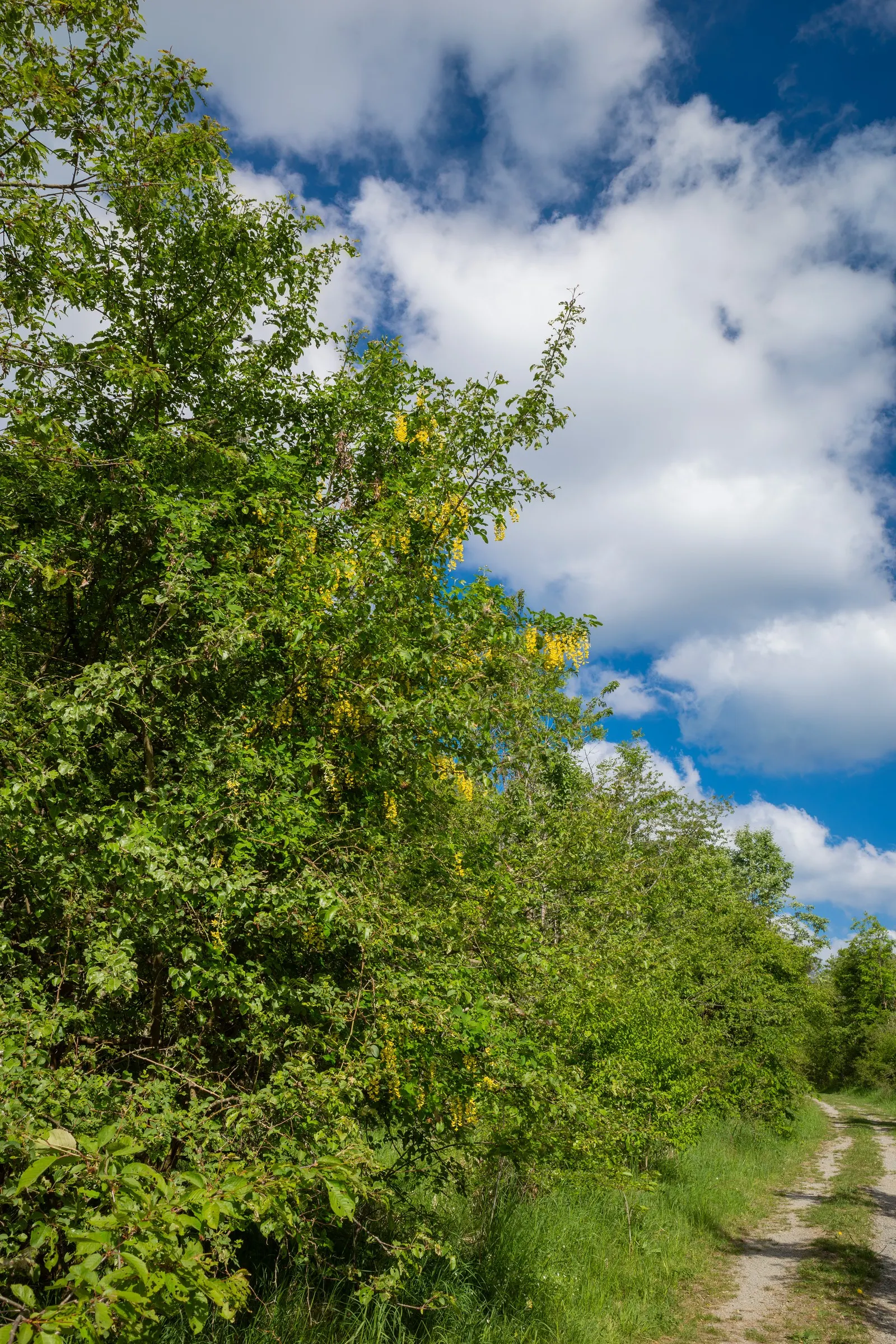 Goldenchain Tree (Laburnum Anagyroides) — yellow flowers in the garden; which is renowned for its stunning, image 98