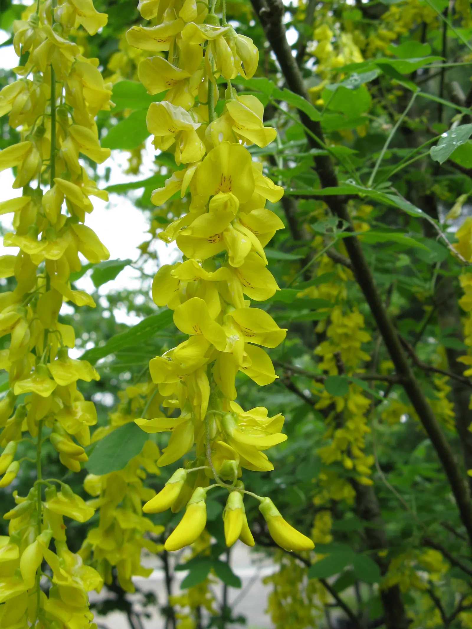 Goldenchain Tree (Laburnum Anagyroides) — resembling golden wisteria