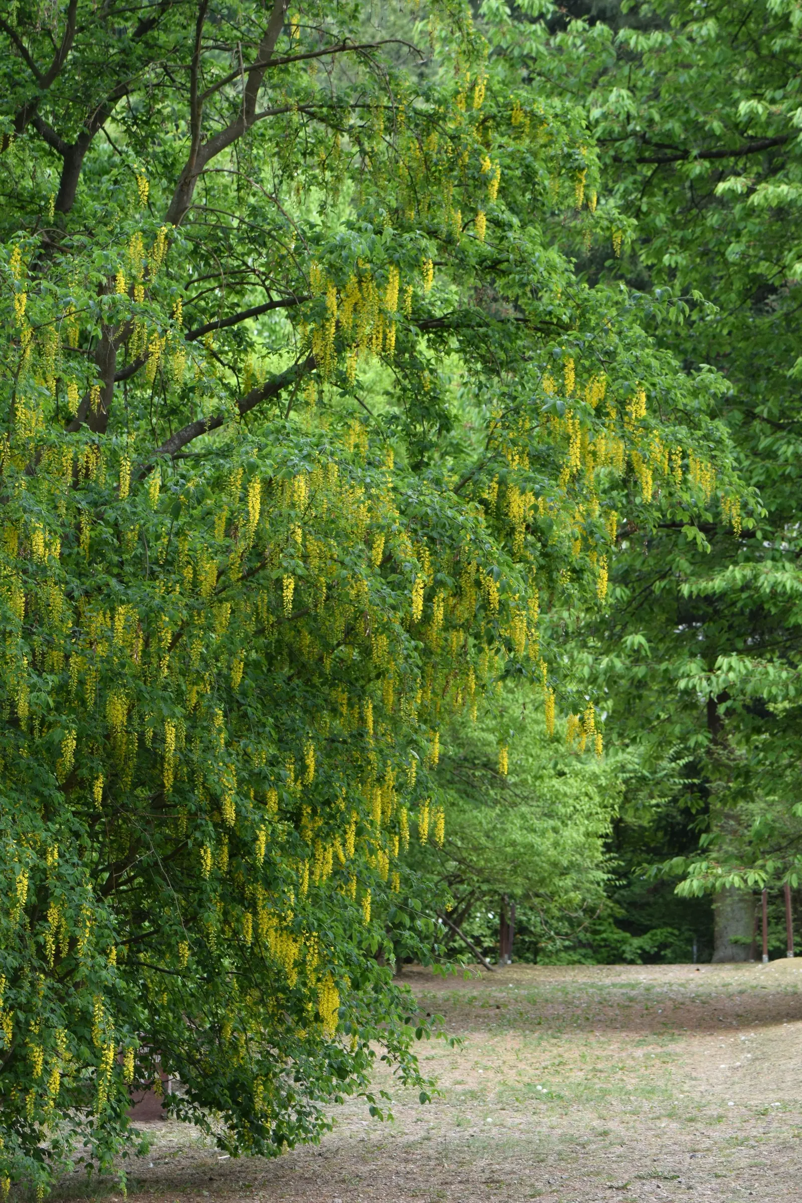 Goldenchain Tree (Laburnum Anagyroides) — resembling golden wisteria; adds dramatic vertical accents to gardens, image 62