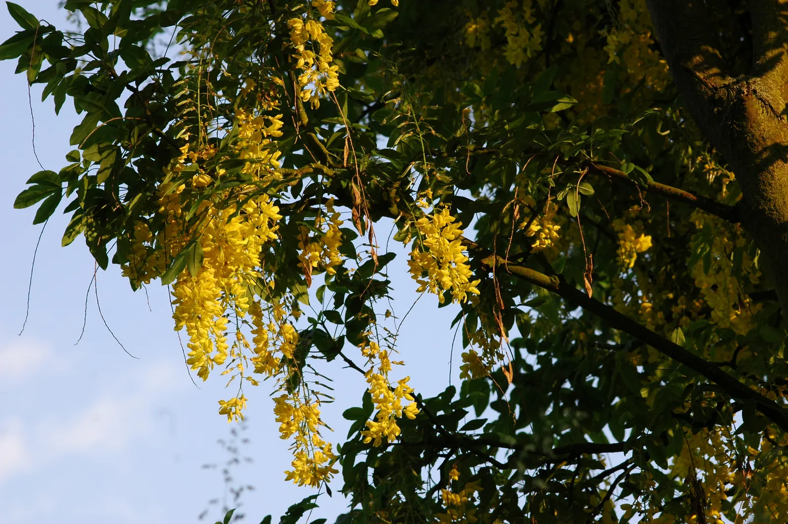 Goldenchain Tree (Laburnum Anagyroides) — Thriving in USDA zones 5-7, it matures to 15-25 feet high with a similar spread
