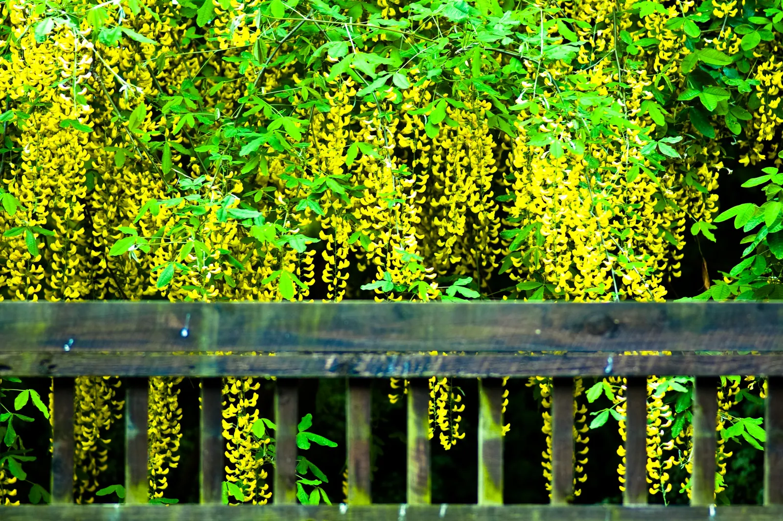 Goldenchain Tree (Laburnum Anagyroides) — pendulous displays of bright yellow flowers
