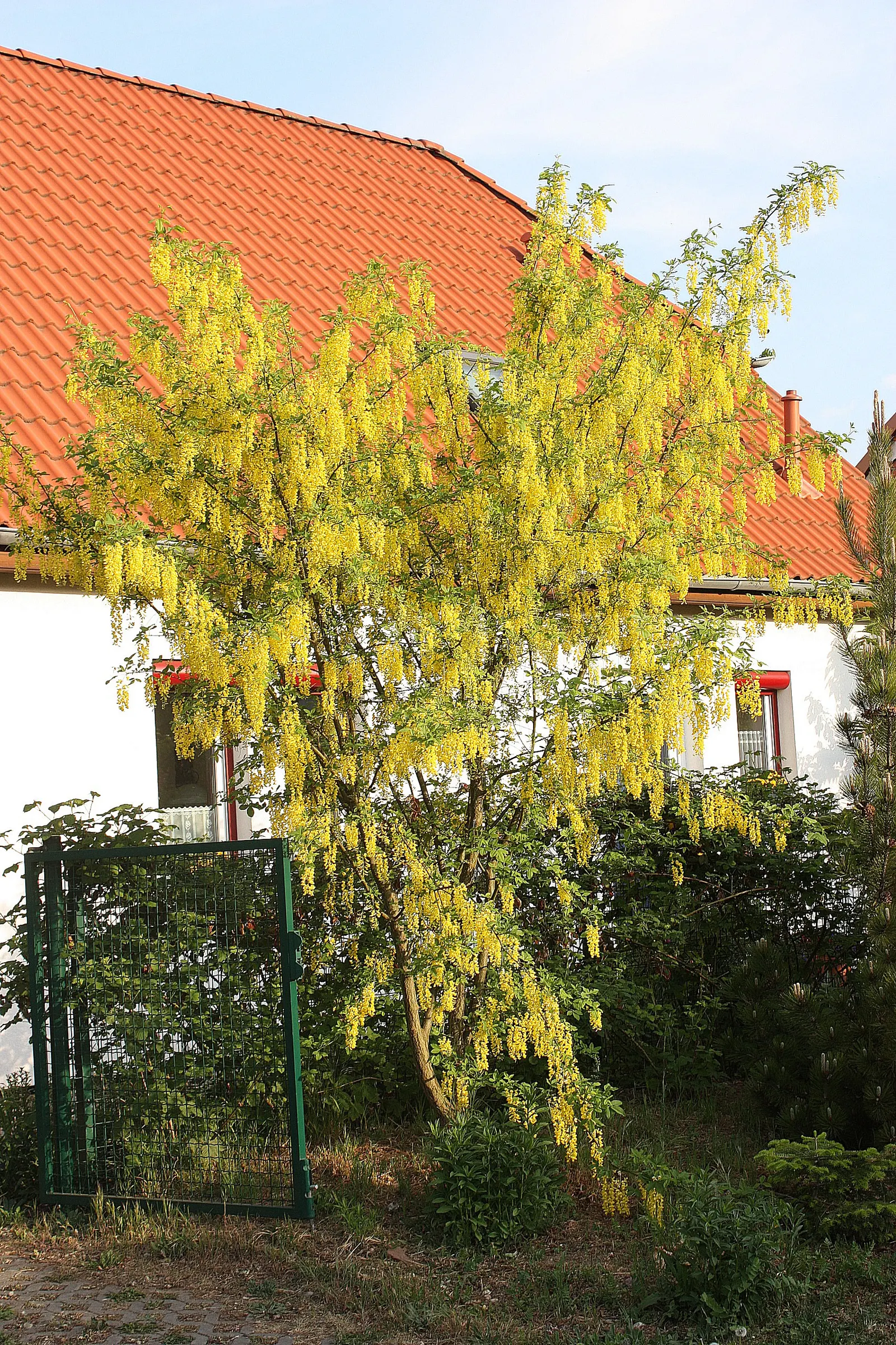 Goldenchain Tree (Laburnum Anagyroides) — providing a dramatic visual display as well as a delightful fragrance