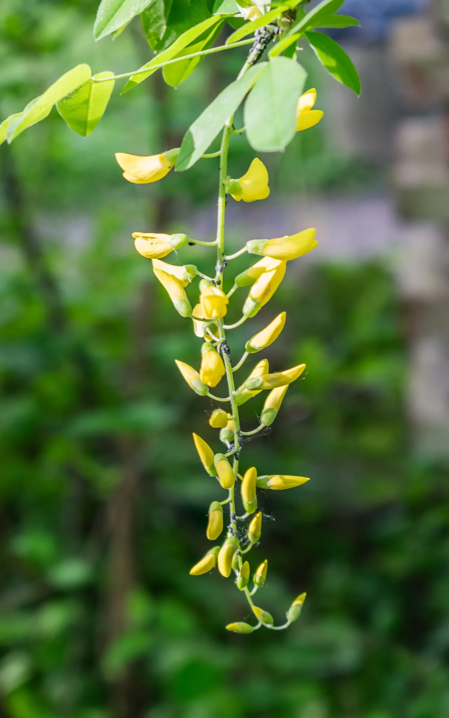 Goldenchain Tree (Laburnum Anagyroides) — reaching up to 10 inches long