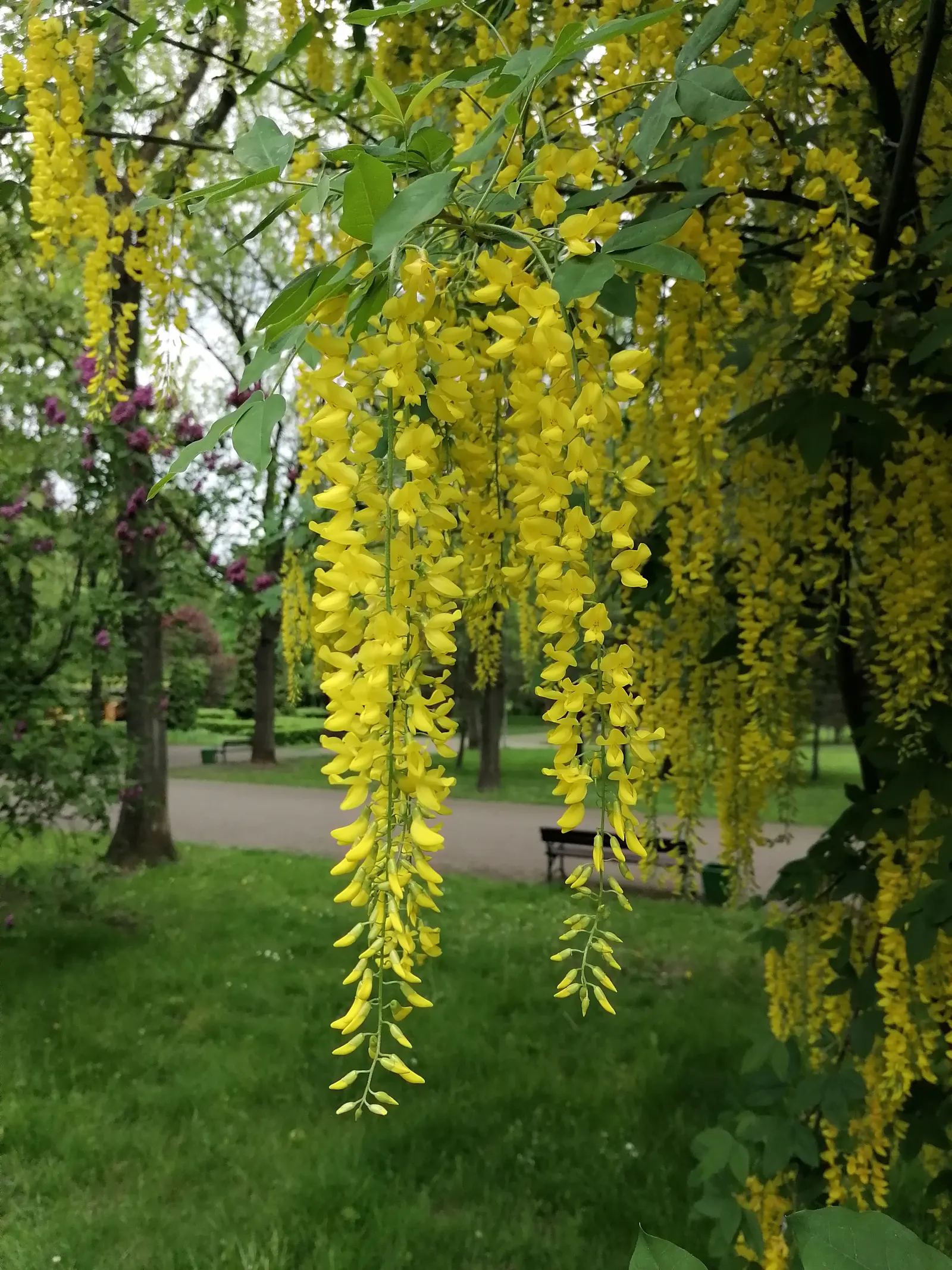 Goldenchain Tree (Laburnum Anagyroides) — This tree thrives in well-drained soil and full sun to partial shade exposure