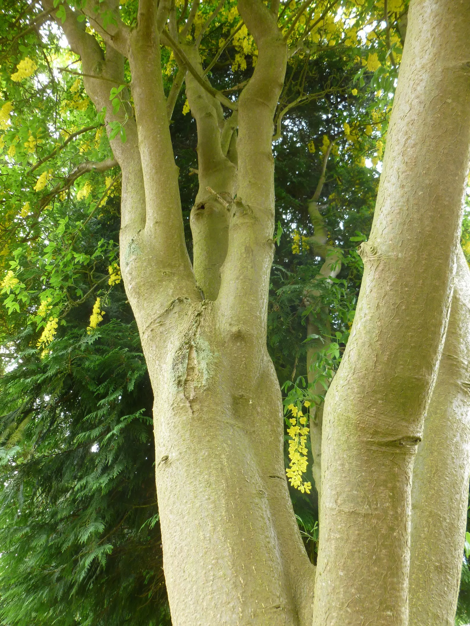 Goldenchain Tree (Laburnum Anagyroides) — this ornamental specimen typically achieves a height of 15 to 25 feet with a spread of 12 to 18 feet, image 86