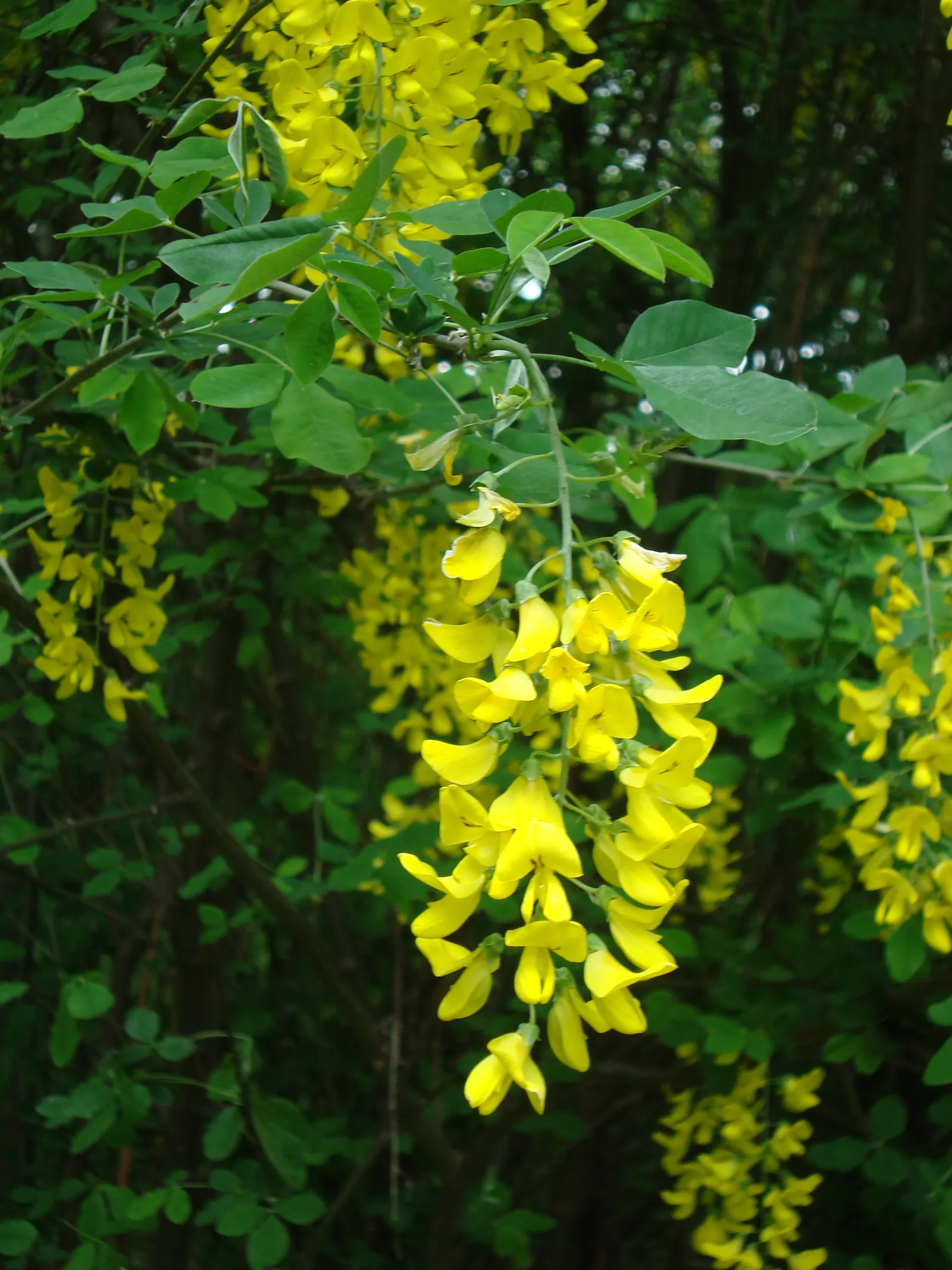 Goldenchain Tree (Laburnum Anagyroides) — each leaflet measuring up to 3 inches long; pendulous displays of bright yellow flowers, image 116