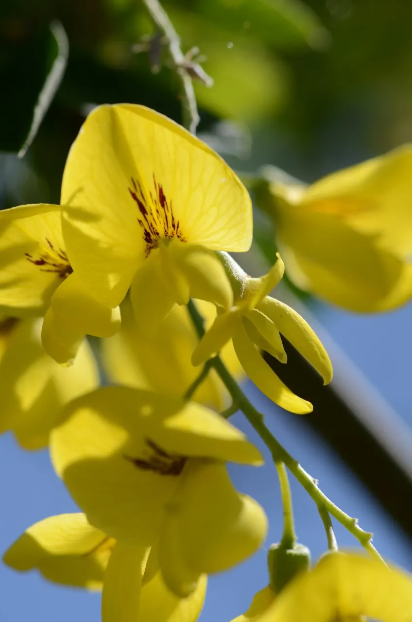 Goldenchain Tree (Laburnum Anagyroides) — is a captivating small to medium-sized deciduous tree; the Goldenchain tree adds elegance and a touch of, image 57