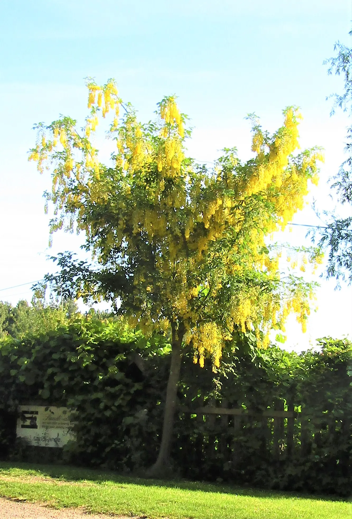 Goldenchain Tree (Laburnum Anagyroides) — each leaflet measuring up to 3 inches long; pendulous displays of bright yellow flowers, image 66