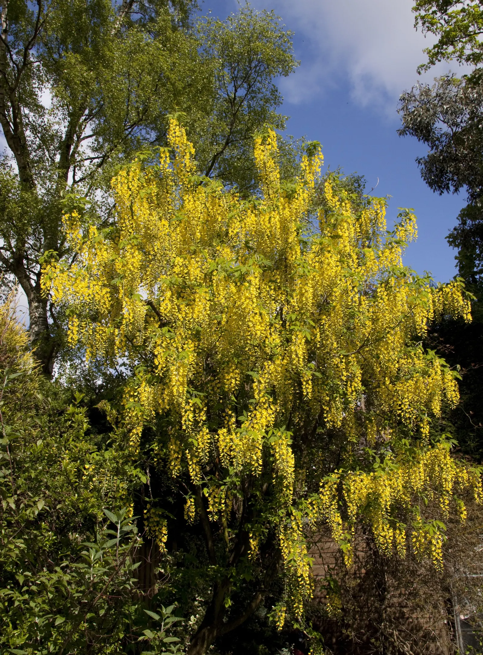 Goldenchain Tree (Laburnum Anagyroides) — especially in gardens frequented by children and pets; notable for its spring bloom, it requires caution, image 94