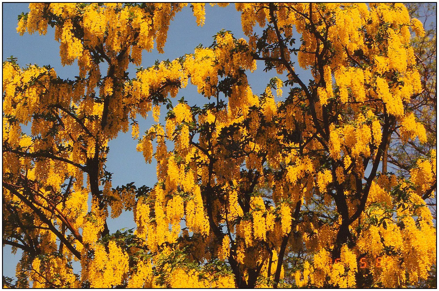 Goldenchain Tree (Laburnum Anagyroides) — Notable for its spring bloom, it requires caution as all parts are toxic if ingested; is a captivating, image 55