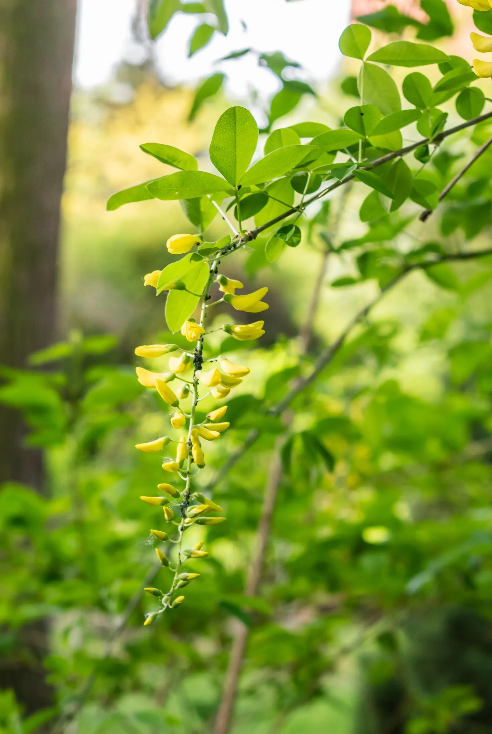 Goldenchain Tree (Laburnum Anagyroides) — The foliage of the Goldenchain tree features trifoliate leaves; reaching up to 10 inches long, image 65