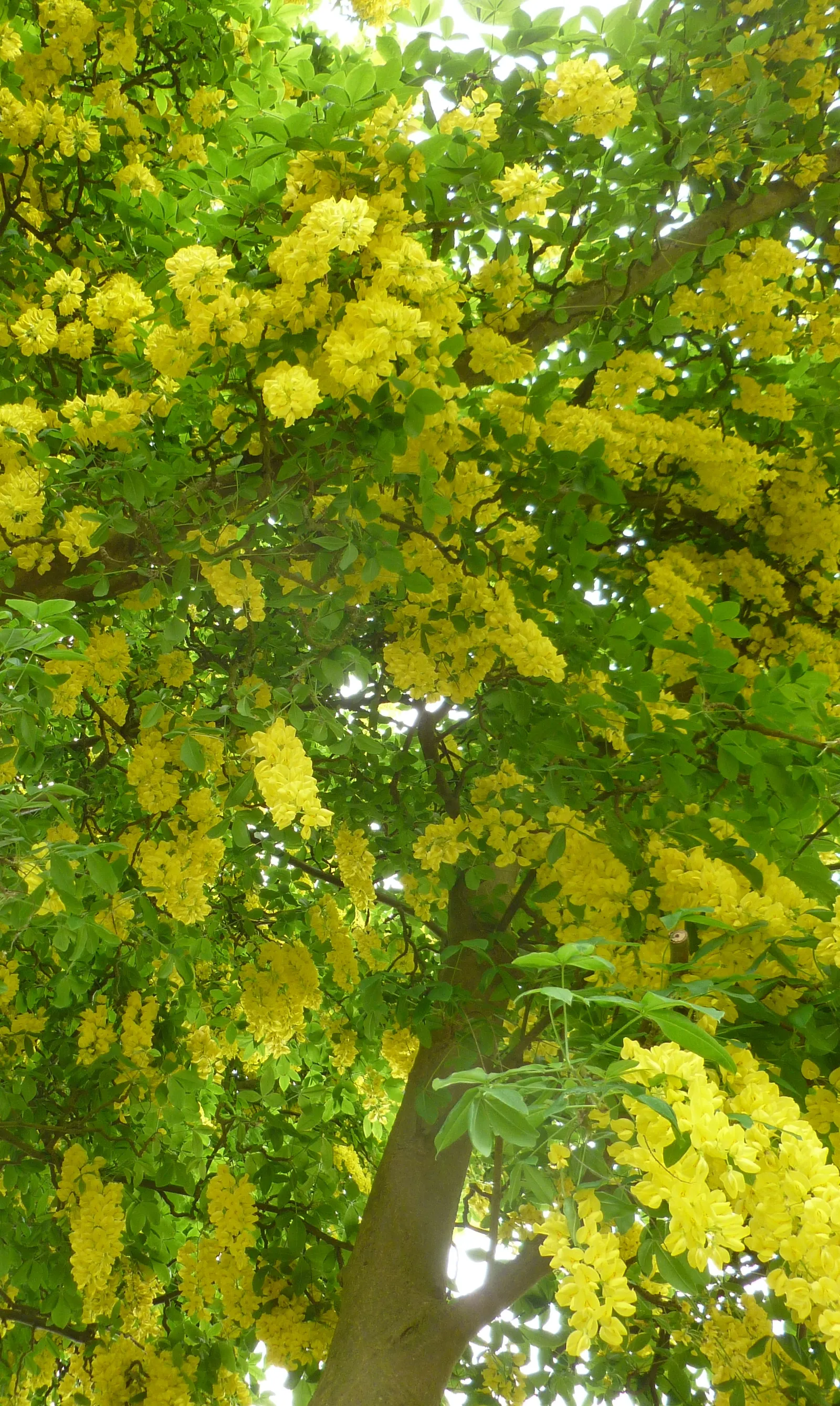 Goldenchain Tree (Laburnum Anagyroides) — especially in gardens frequented by children and pets; notable for its spring bloom, it requires caution, image 119