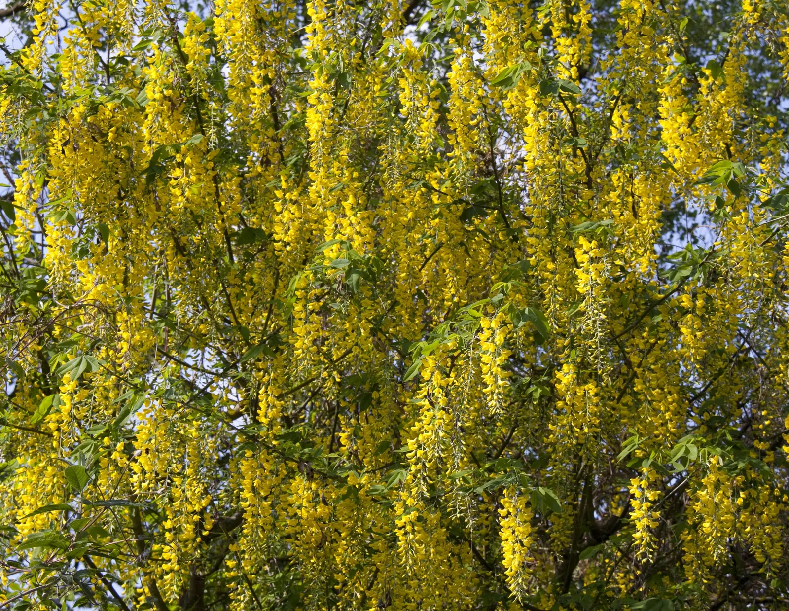 Goldenchain Tree (Laburnum Anagyroides) — tree for full or half