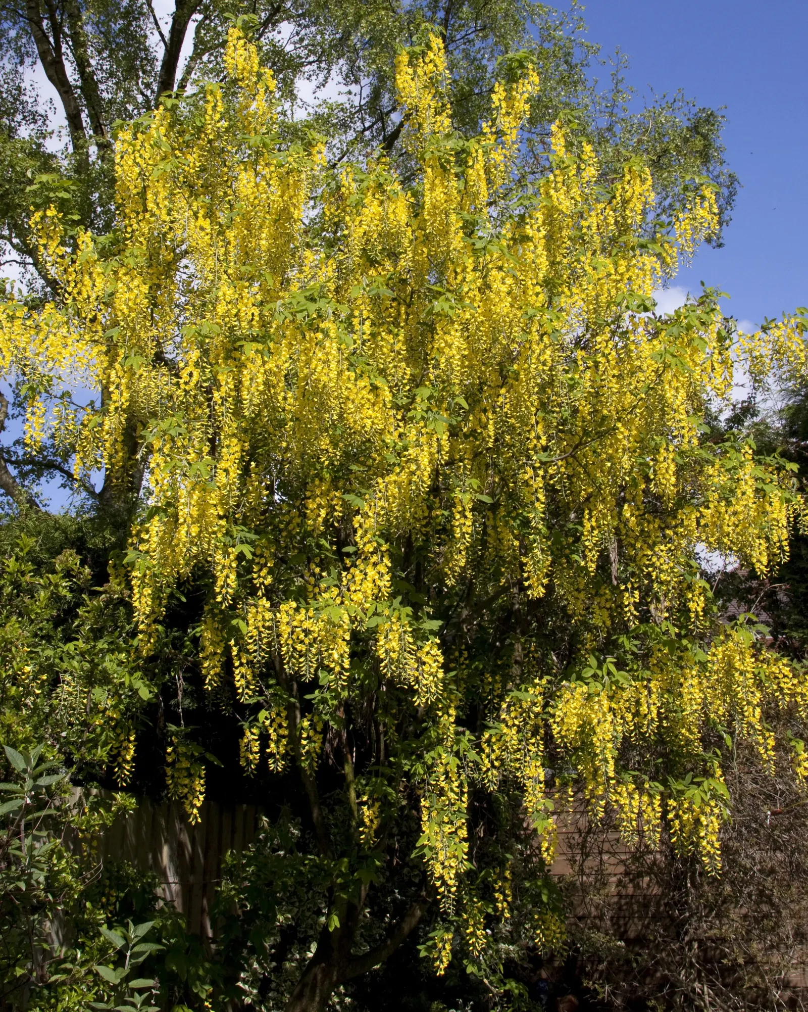 Goldenchain Tree (Laburnum Anagyroides) — pendulous displays of bright yellow flowers; thriving in USDA hardiness zones 5 to 7, image 109