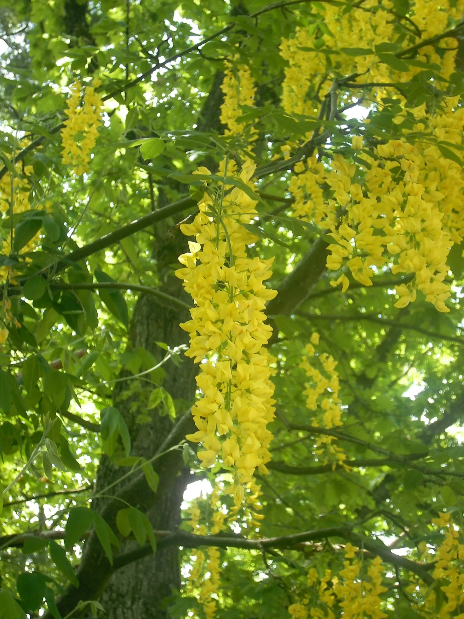 Goldenchain Tree (Laburnum Anagyroides) — yellow flowers in the garden; which is renowned for its stunning