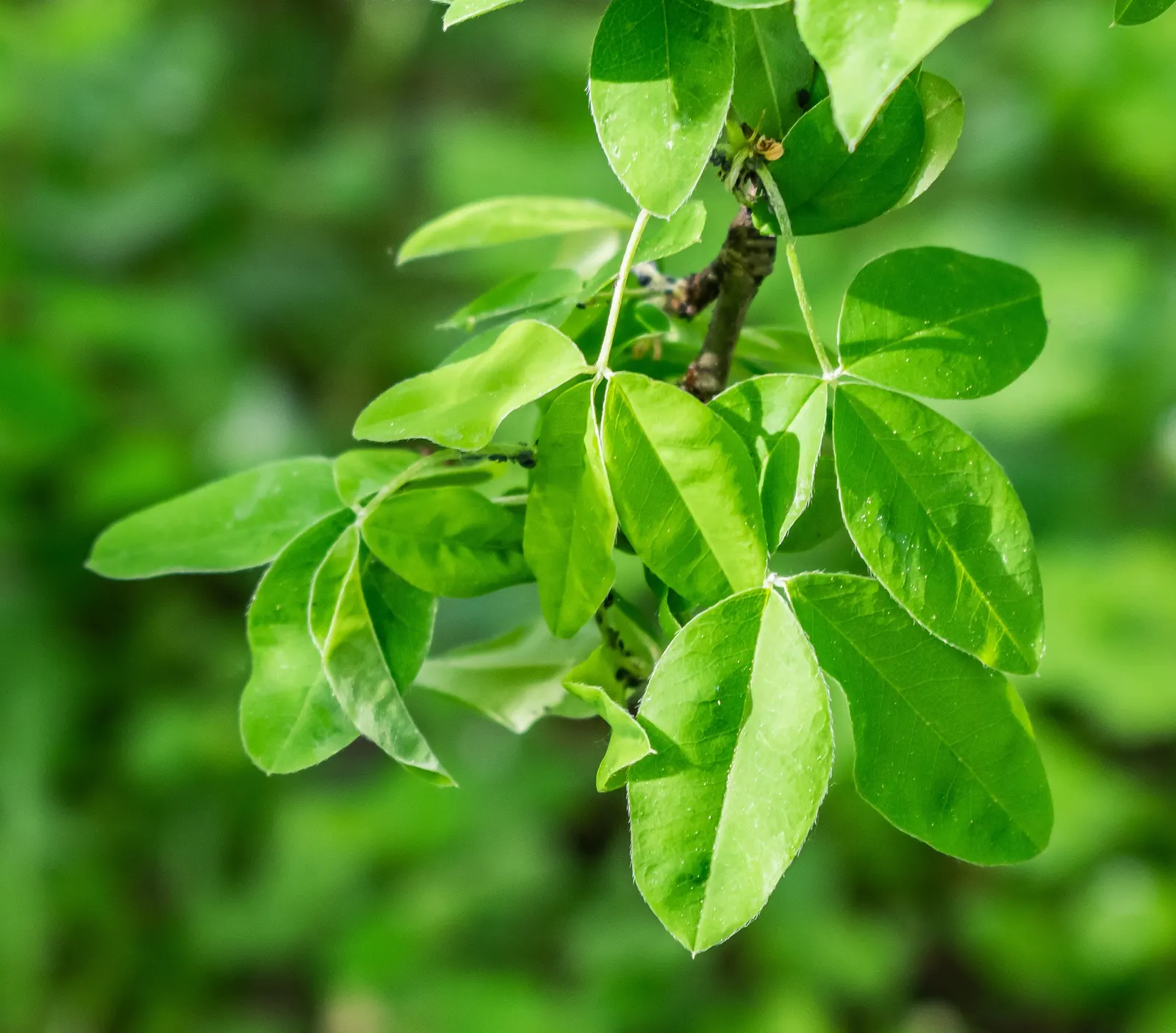 Goldenchain Tree (Laburnum Anagyroides) — the Goldenchain tree adds elegance and a touch of fairy-tale charm to any setting; especially in gardens frequented